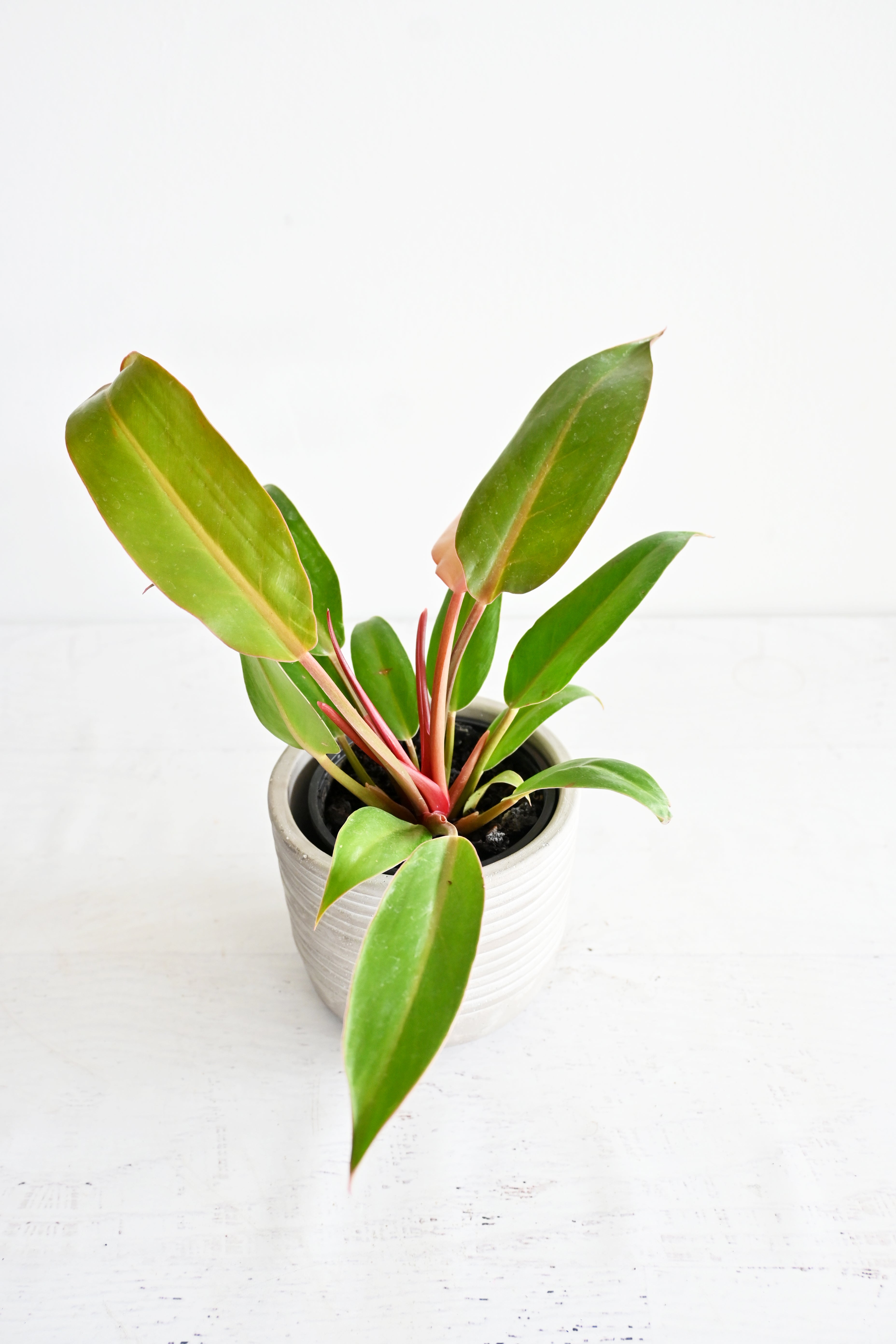 Prince Of Orange Philodendron