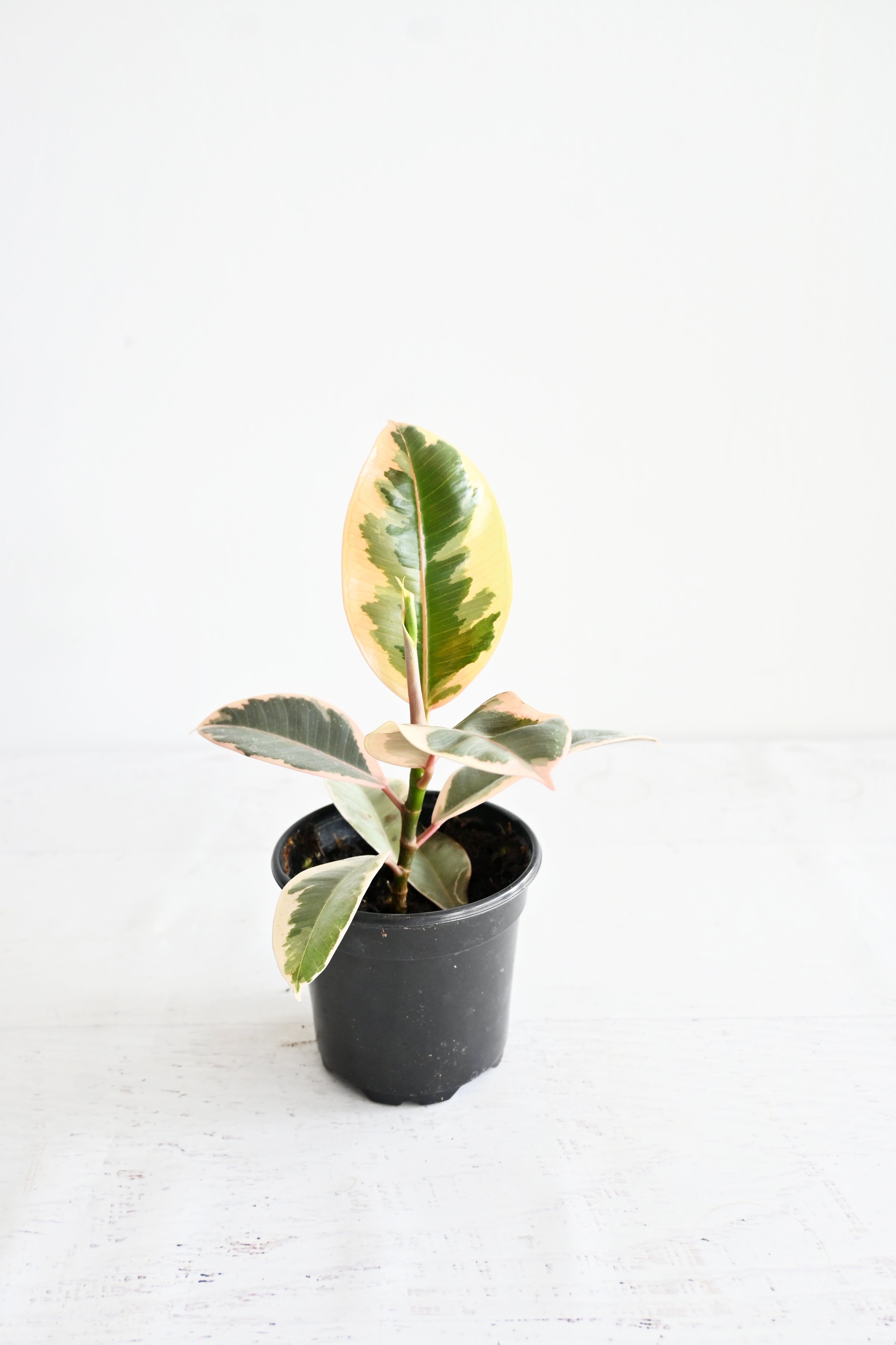 Variegated Rubber Plant
