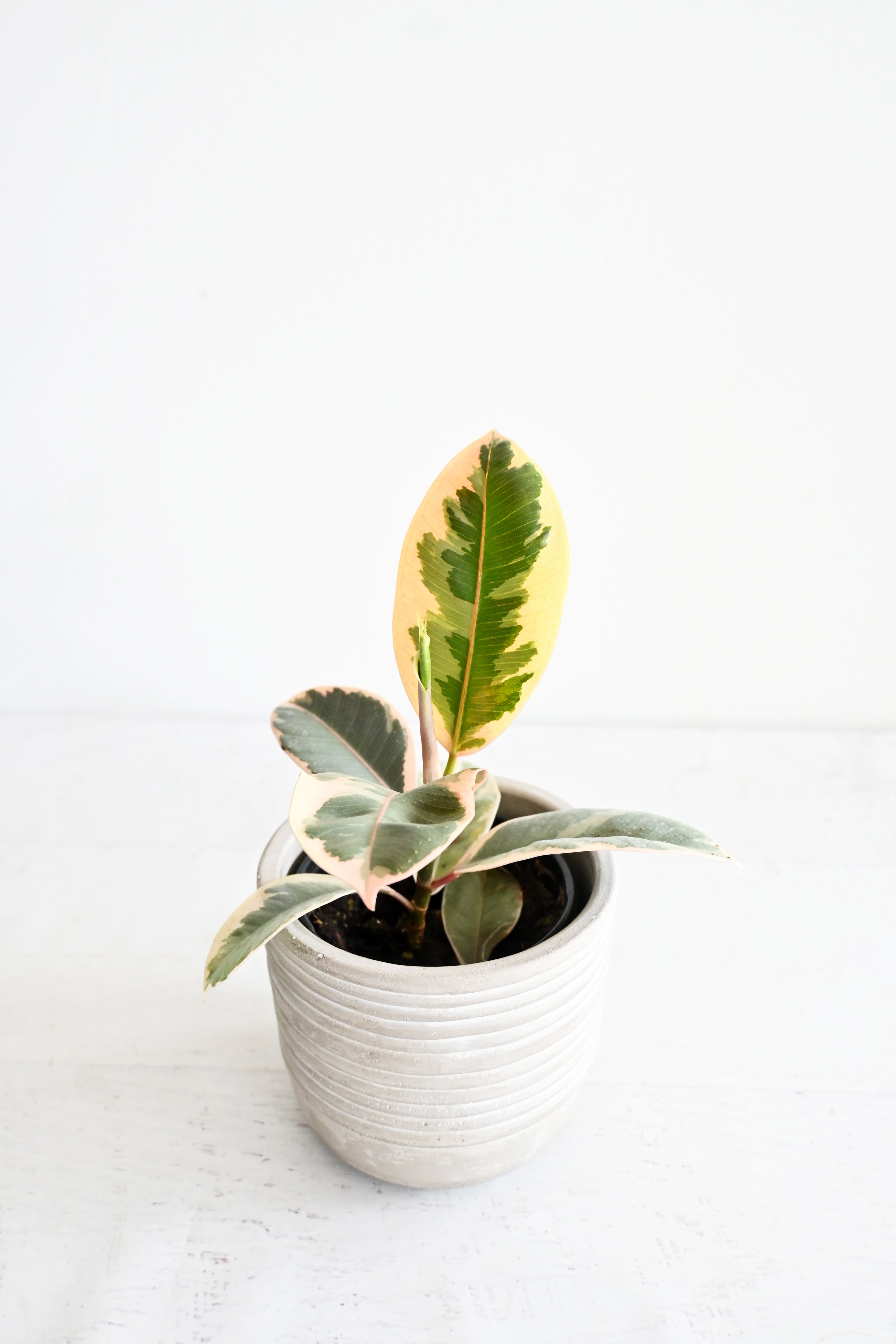 Variegated Rubber Plant