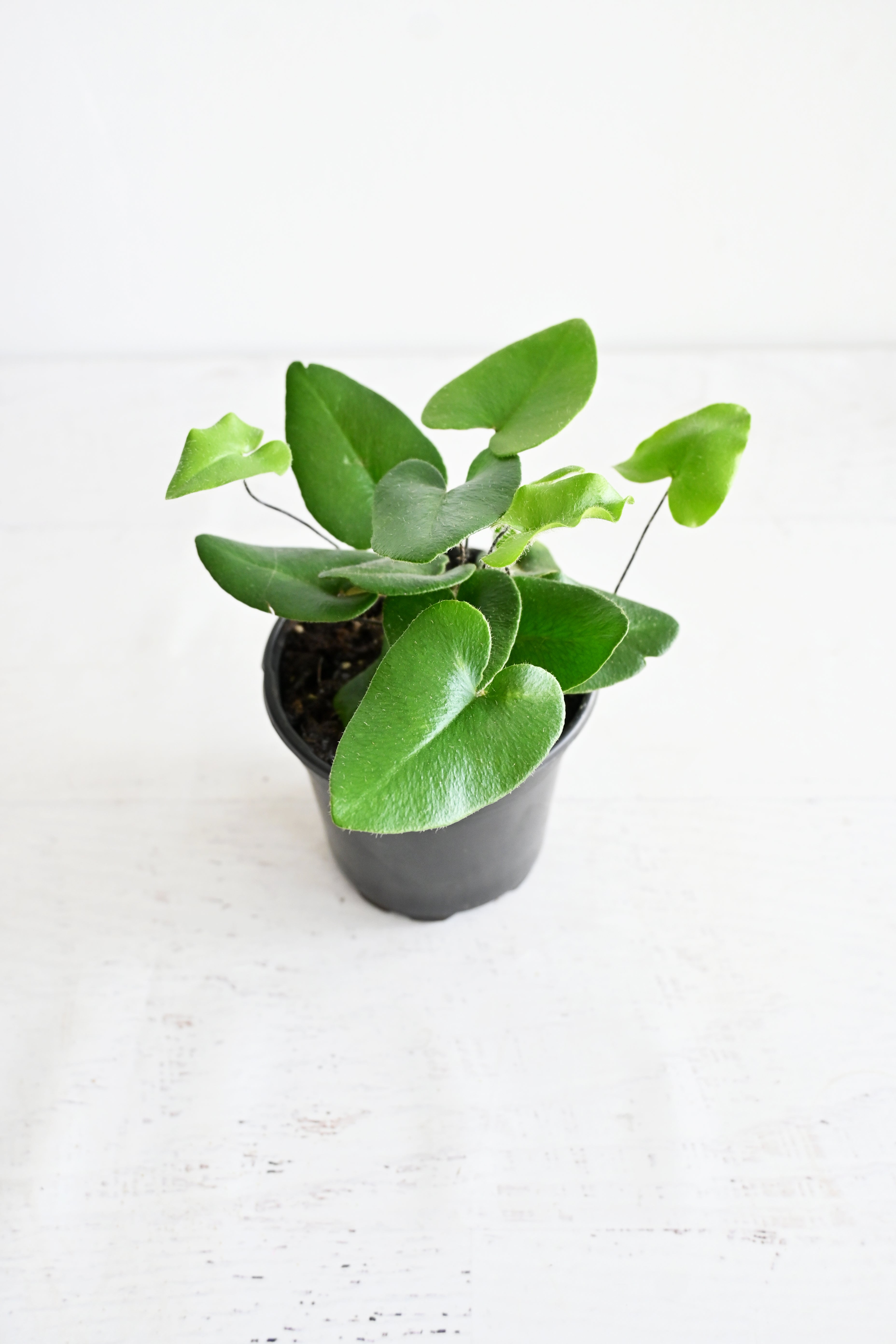 Heart Fern