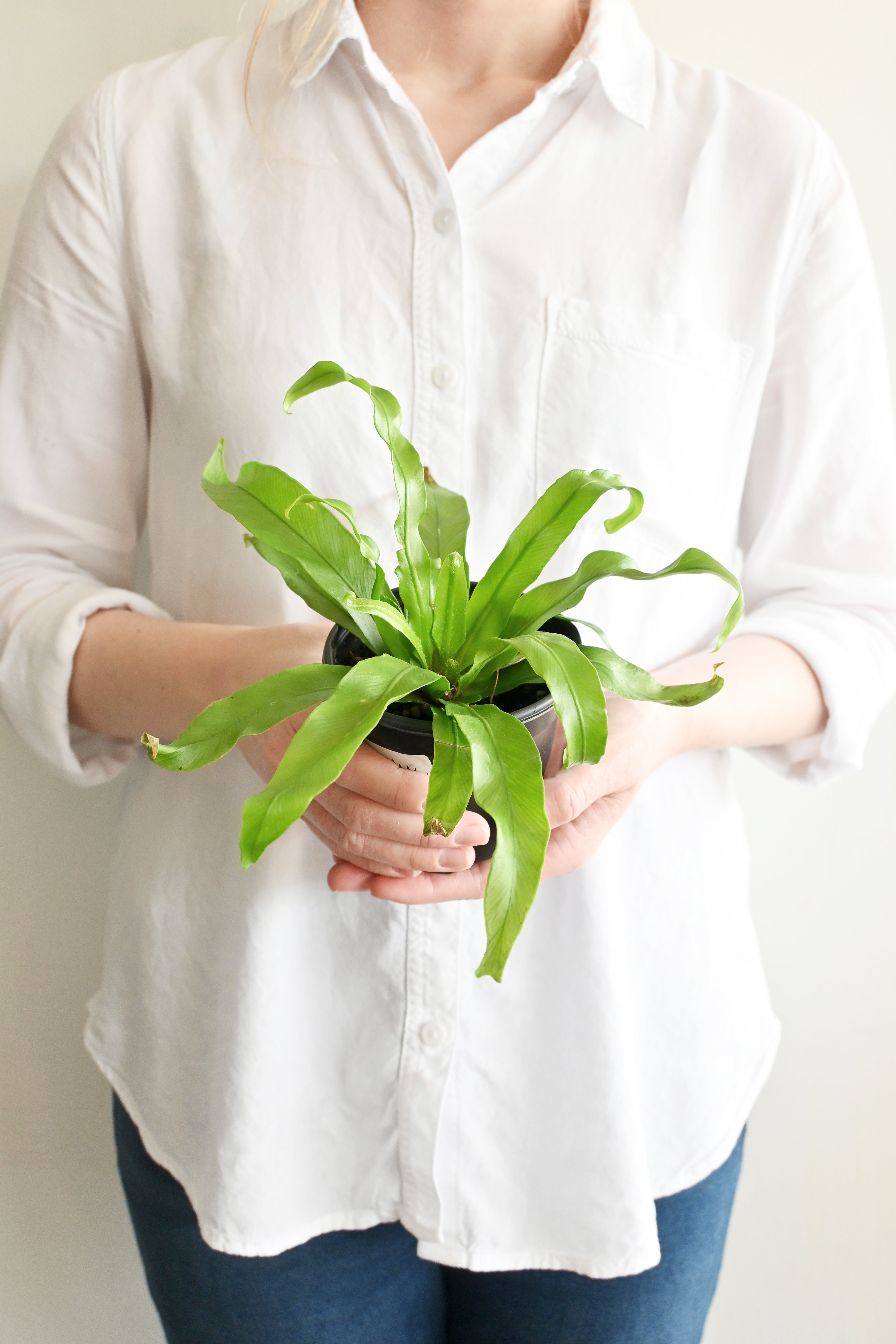 Bird's Nest Fern