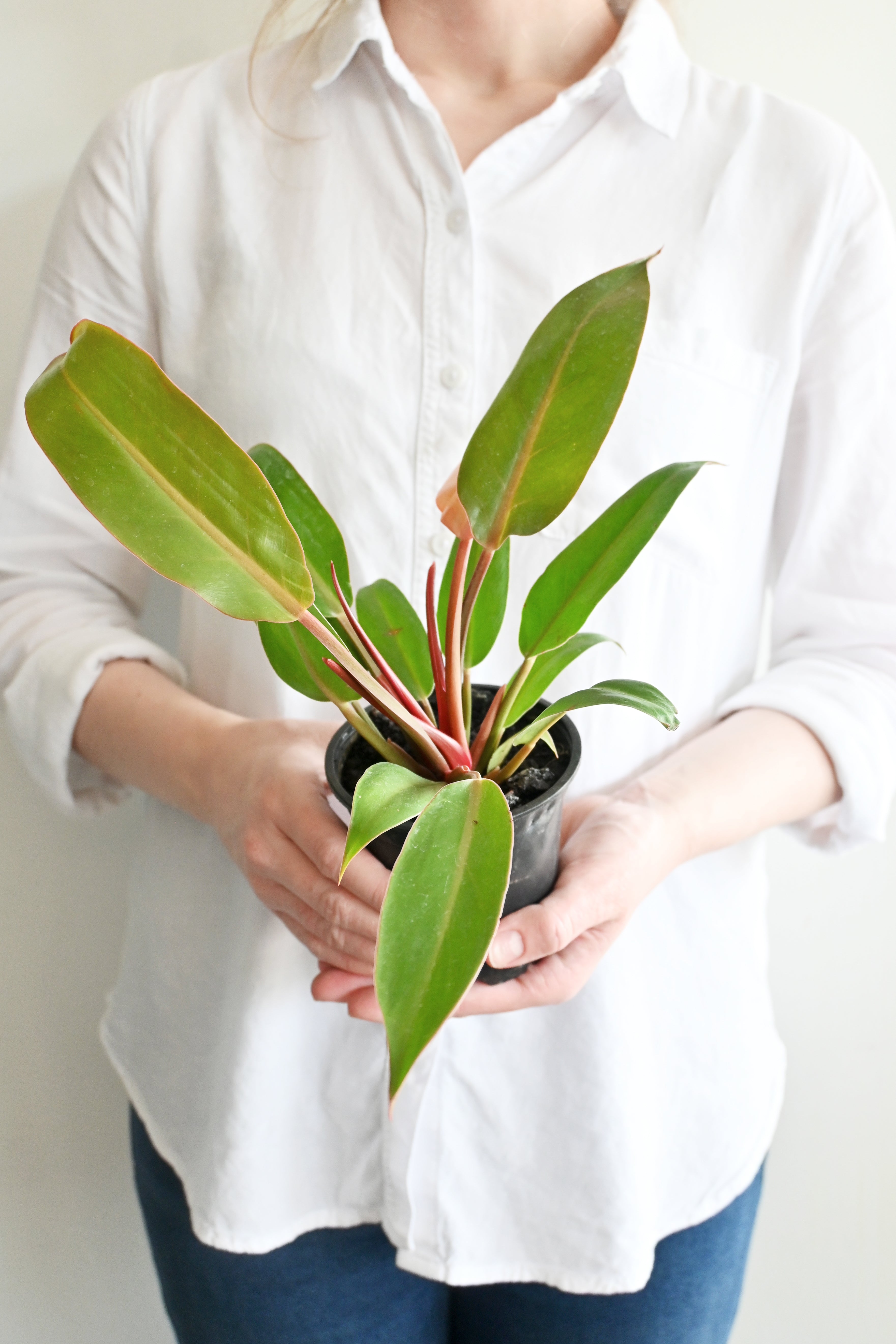 Prince Of Orange Philodendron