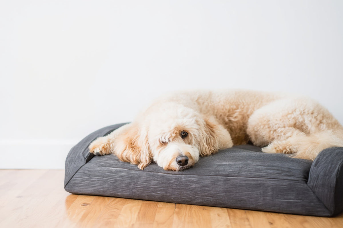 Dog Bed Lounger