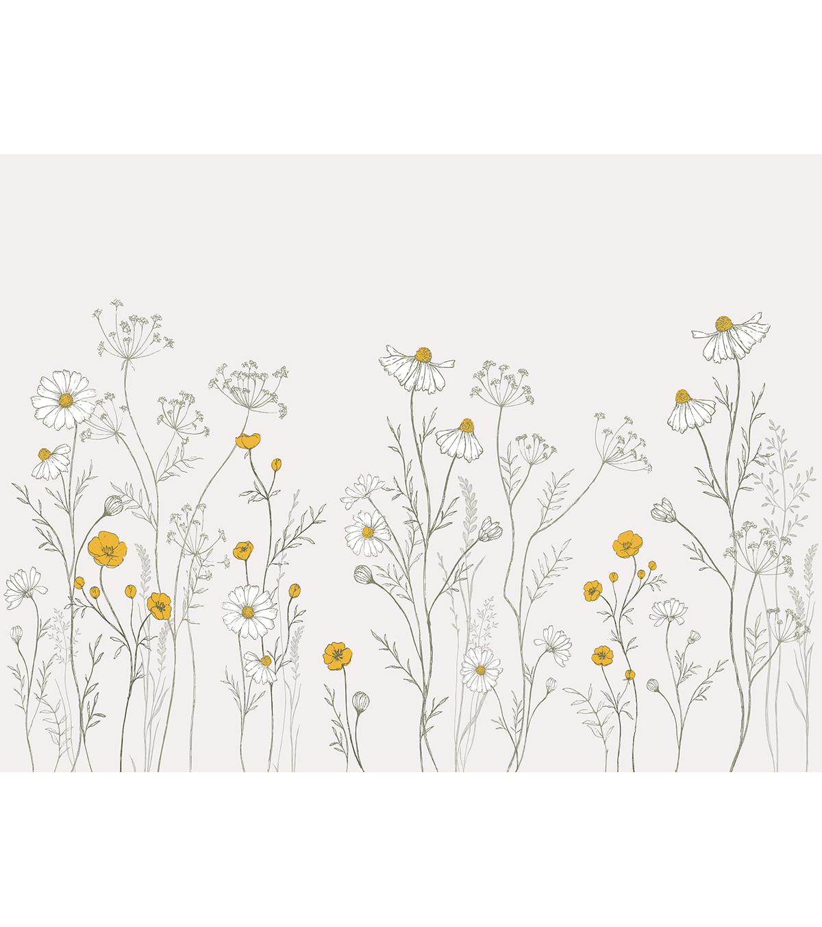 Chamomile - Panoramic Wallpaper - Chamomile Flowers