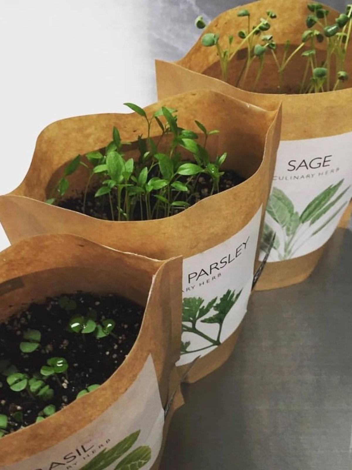 Garden In A Bag - Herbs