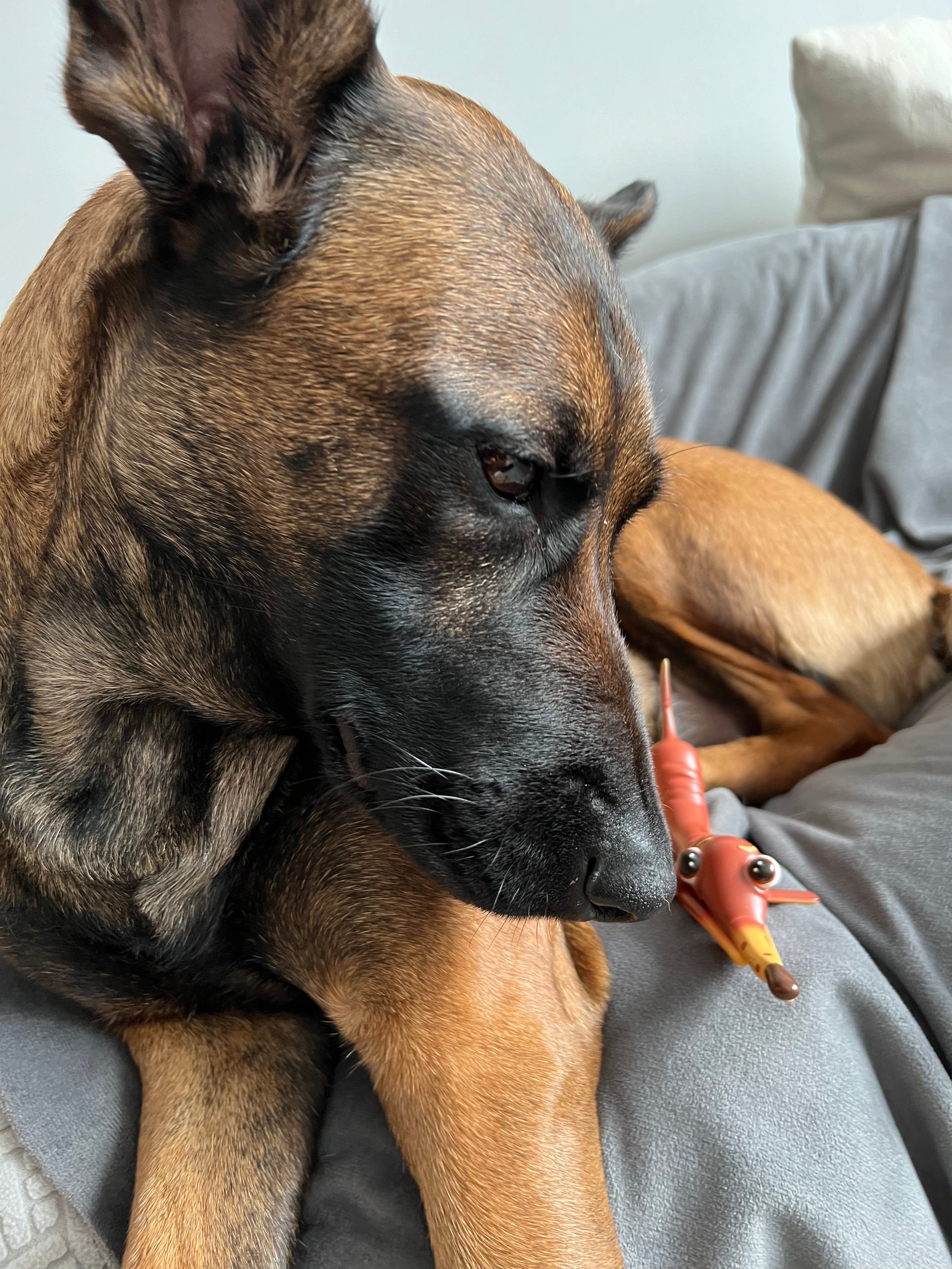 Faulty Dogs Playing Dog