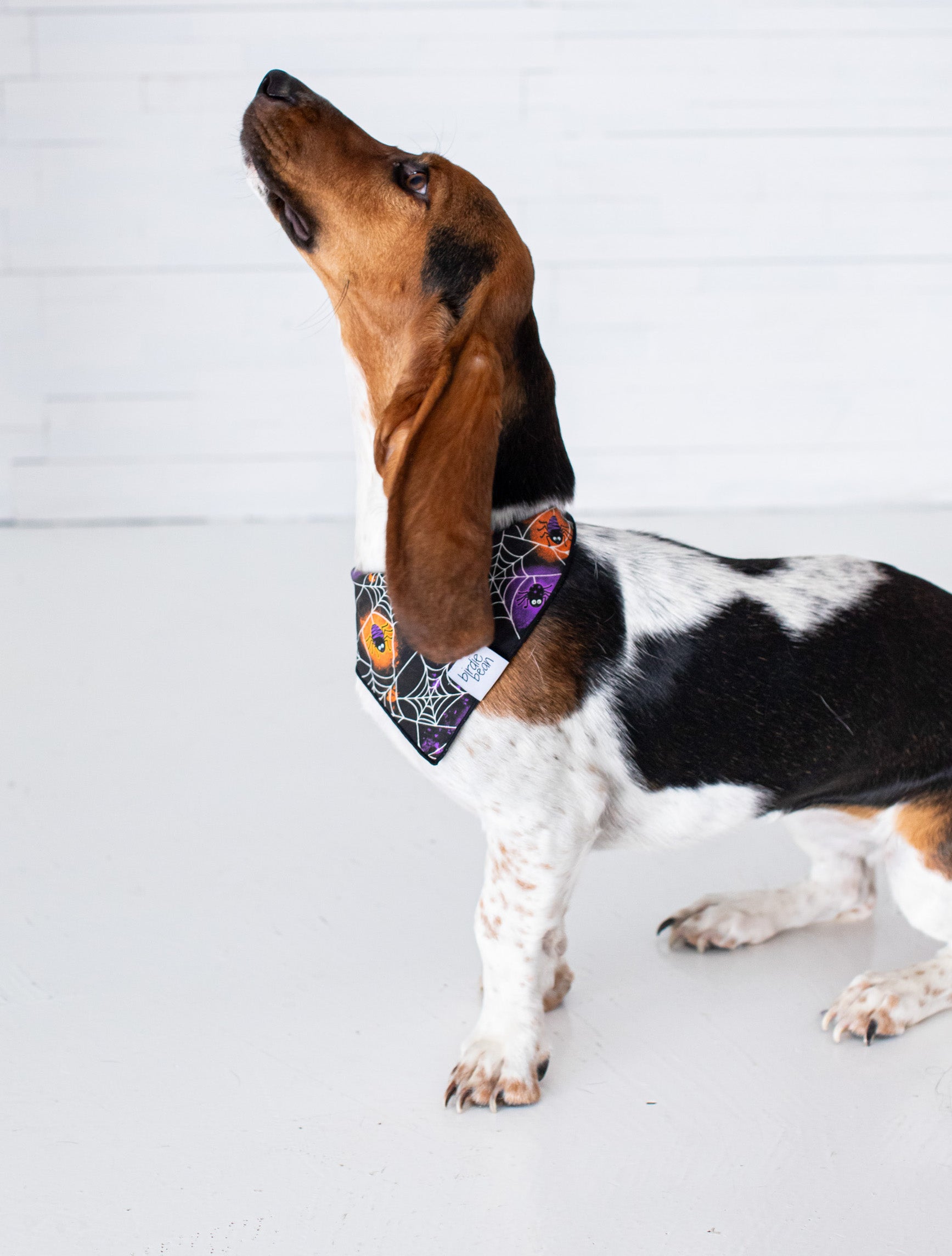 Gomez Glow-in-the-dark Pet Bandana