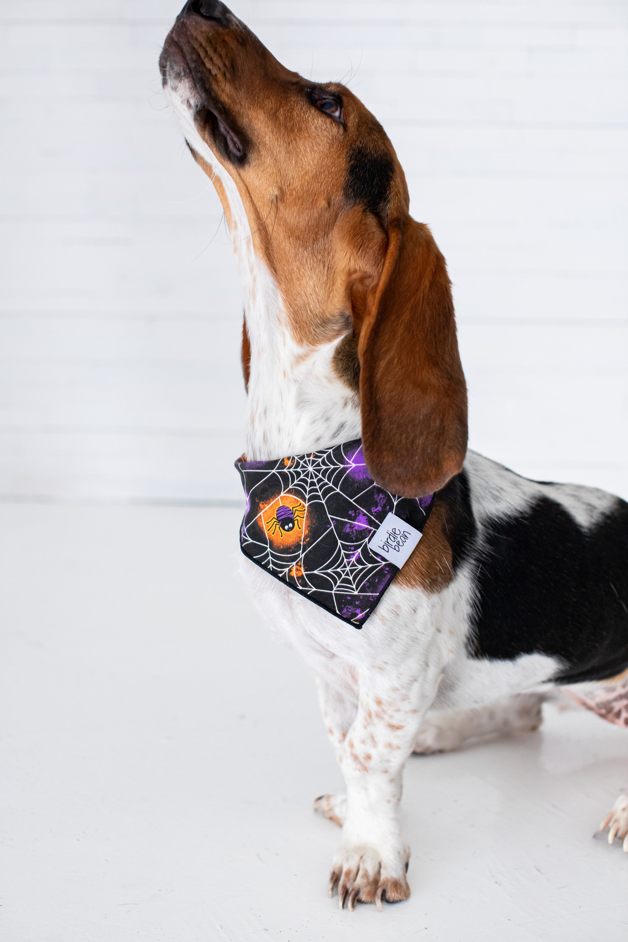 Gomez Glow-in-the-dark Pet Bandana