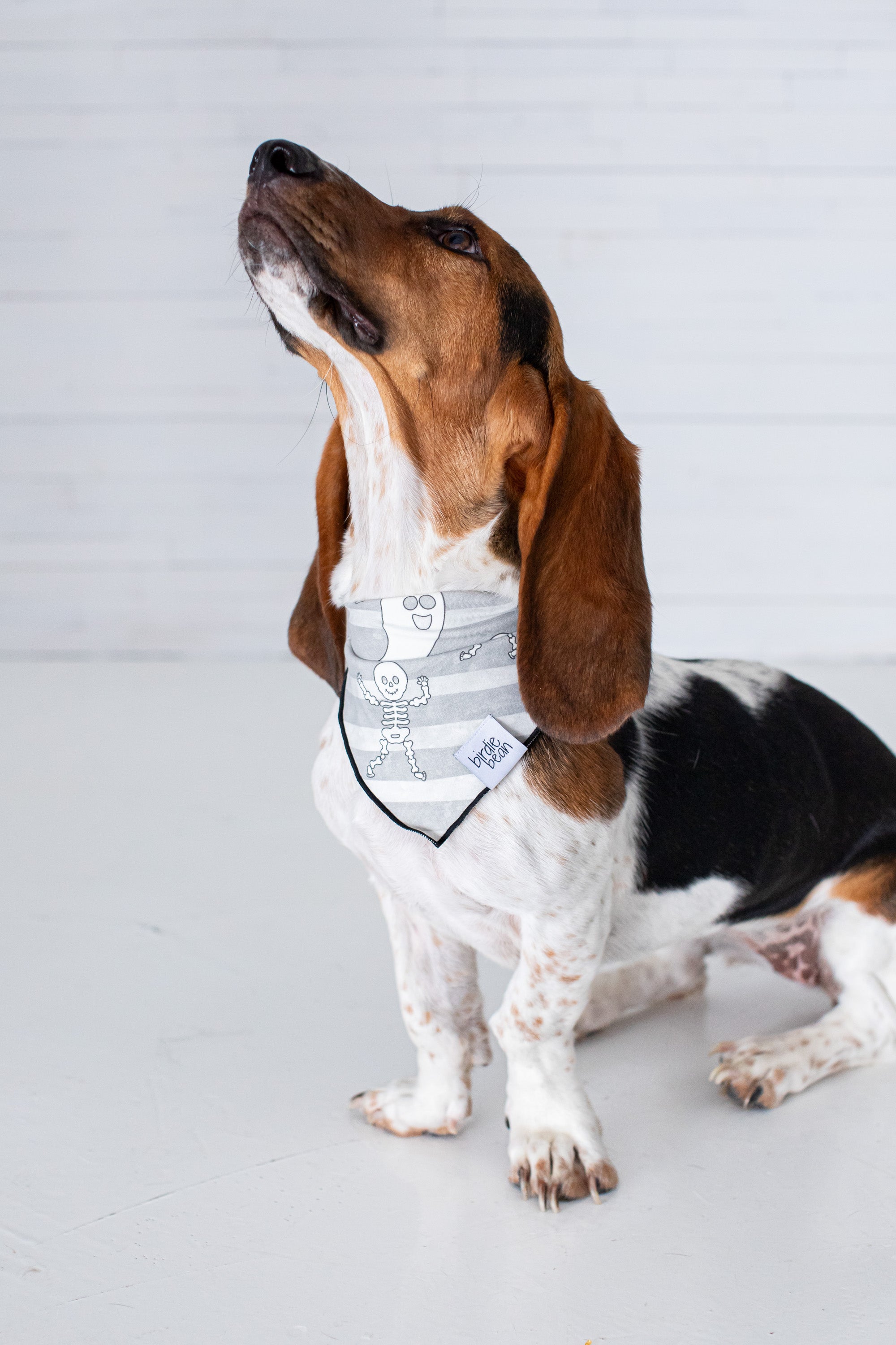 Georgie Glow-in-the-dark Pet Bandana