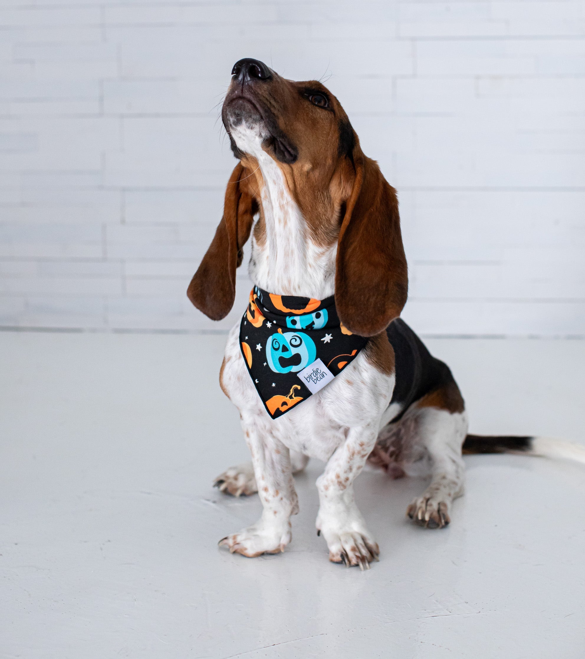 Dex Glow-in-the-dark Pet Bandana