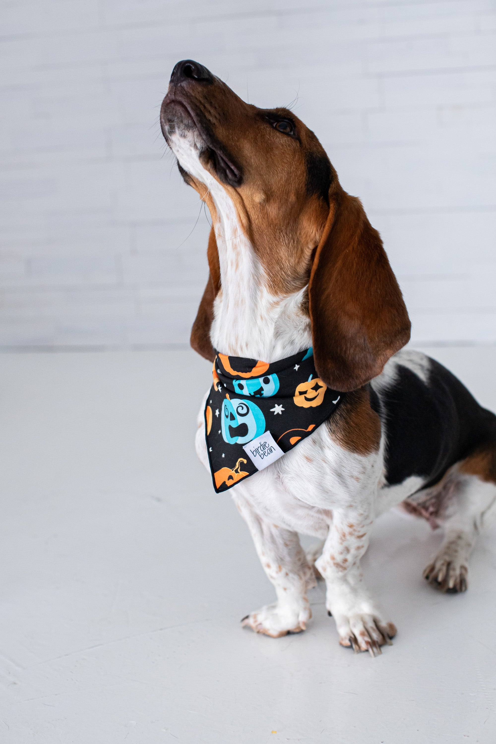 Dex Glow-in-the-dark Pet Bandana