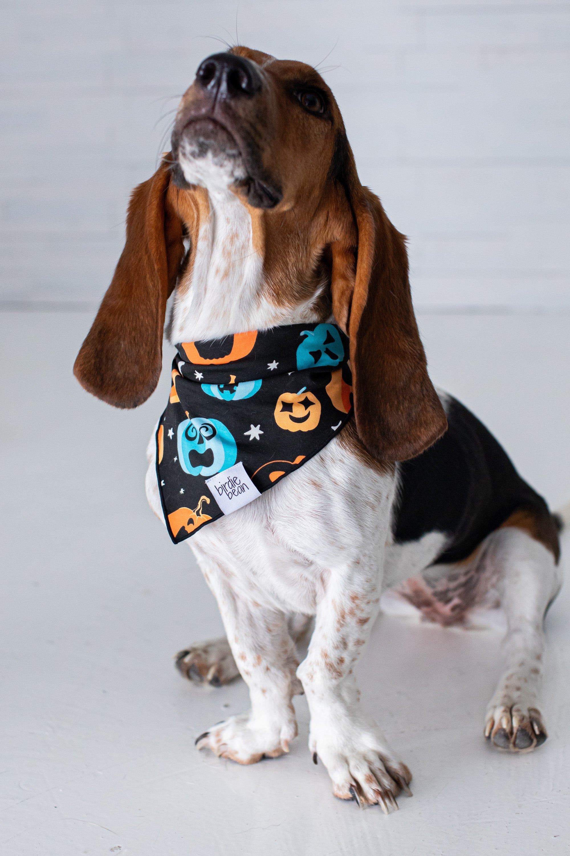 Dex Glow-in-the-dark Pet Bandana