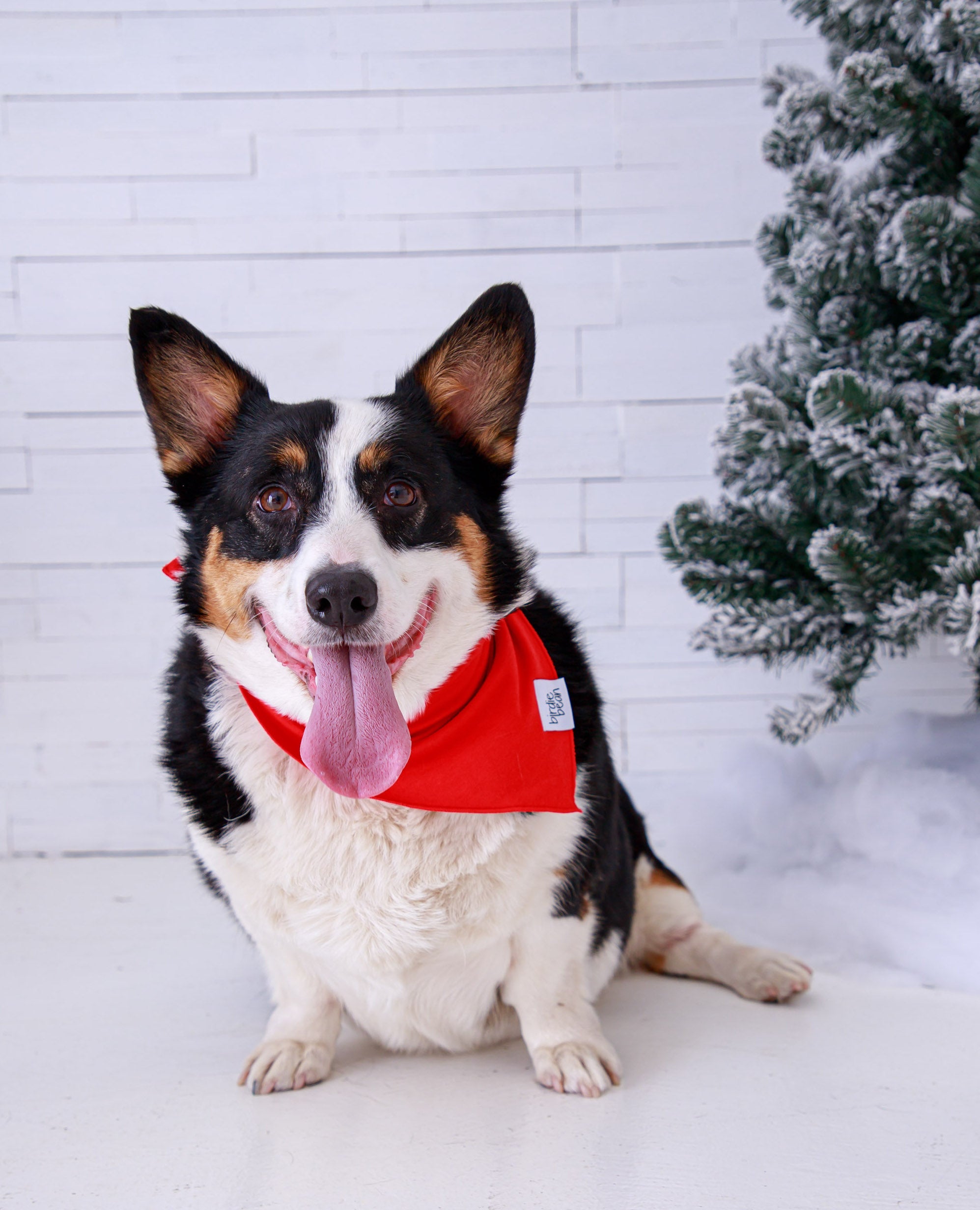 Scarlet Pet Bandana