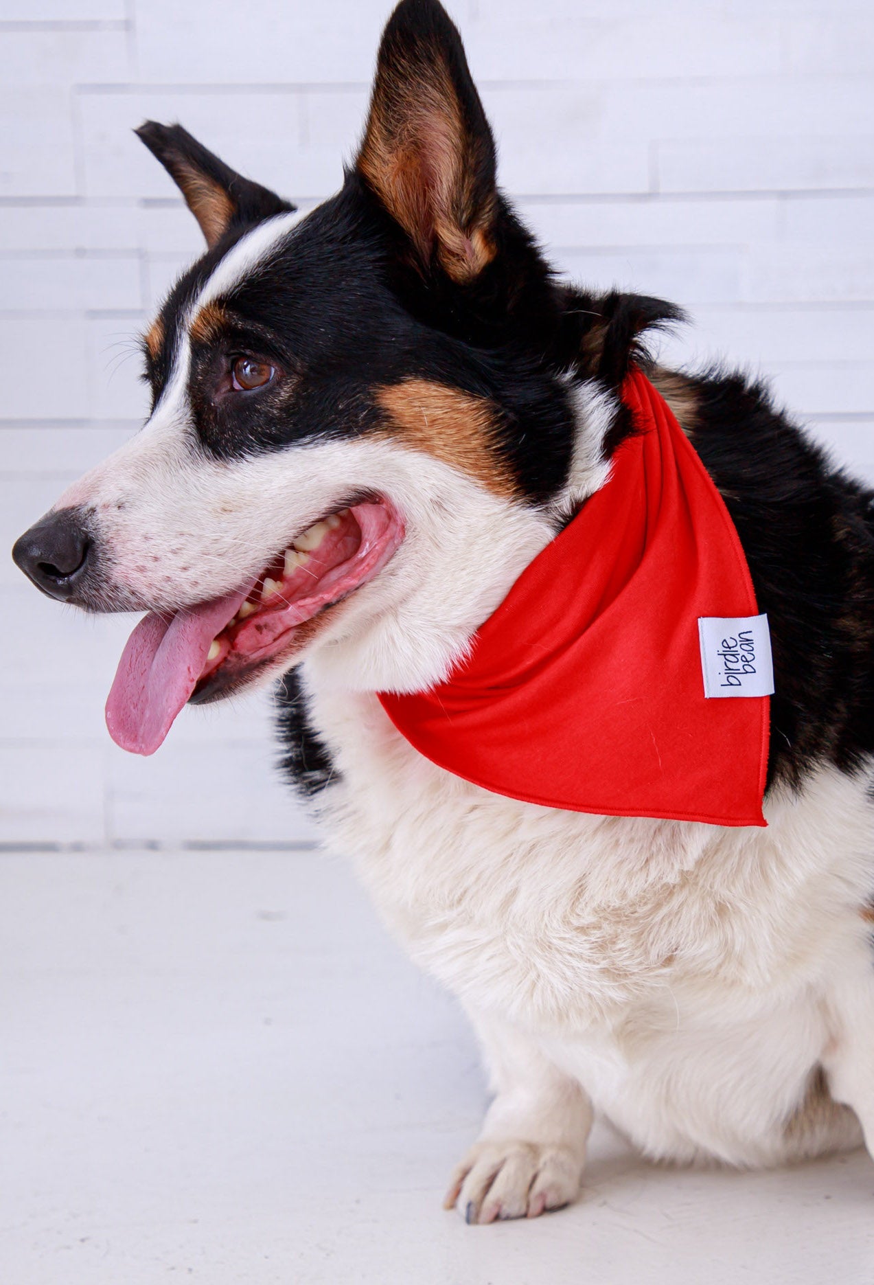 Scarlet Pet Bandana