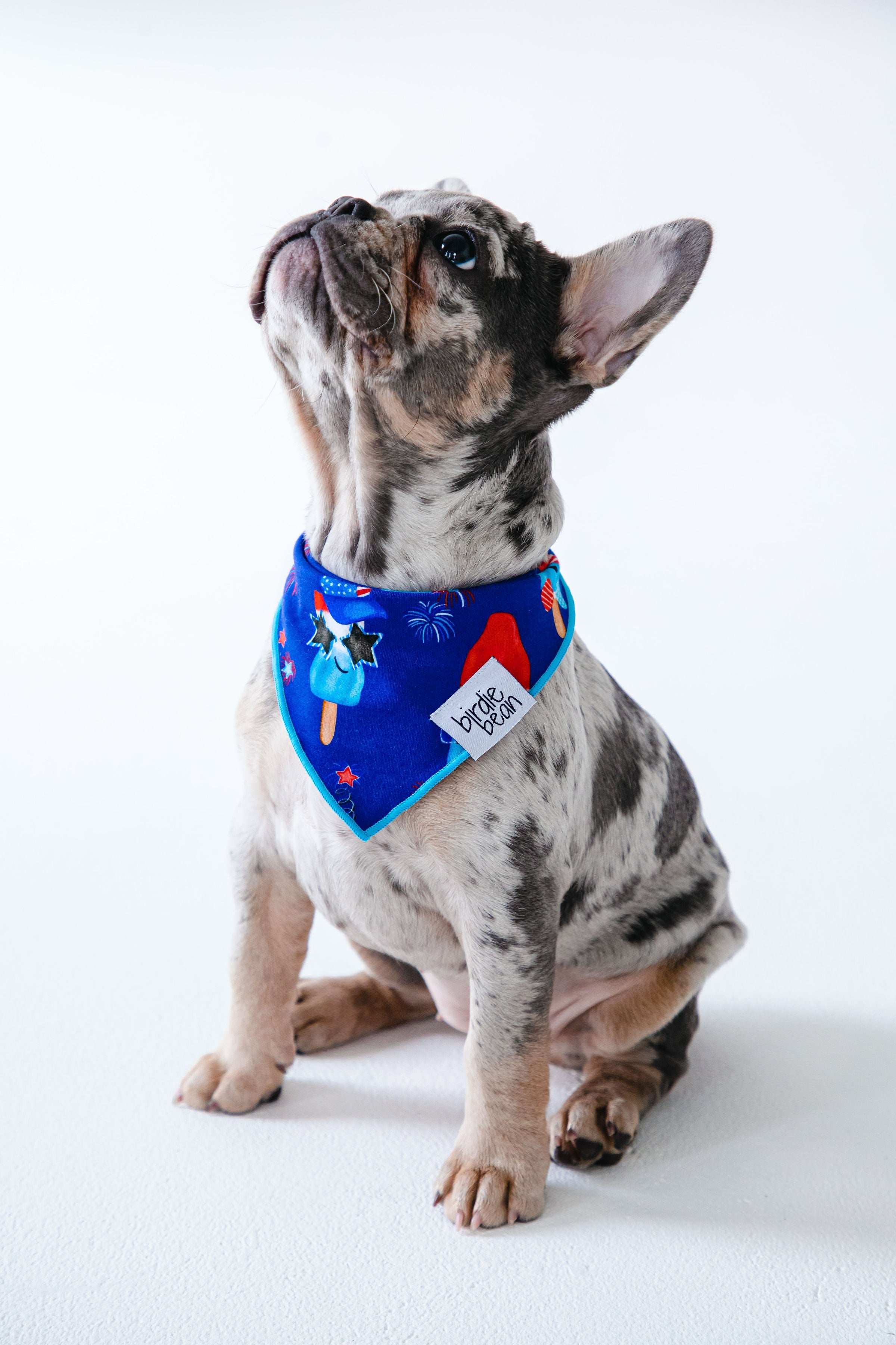Knox Pet Bandana