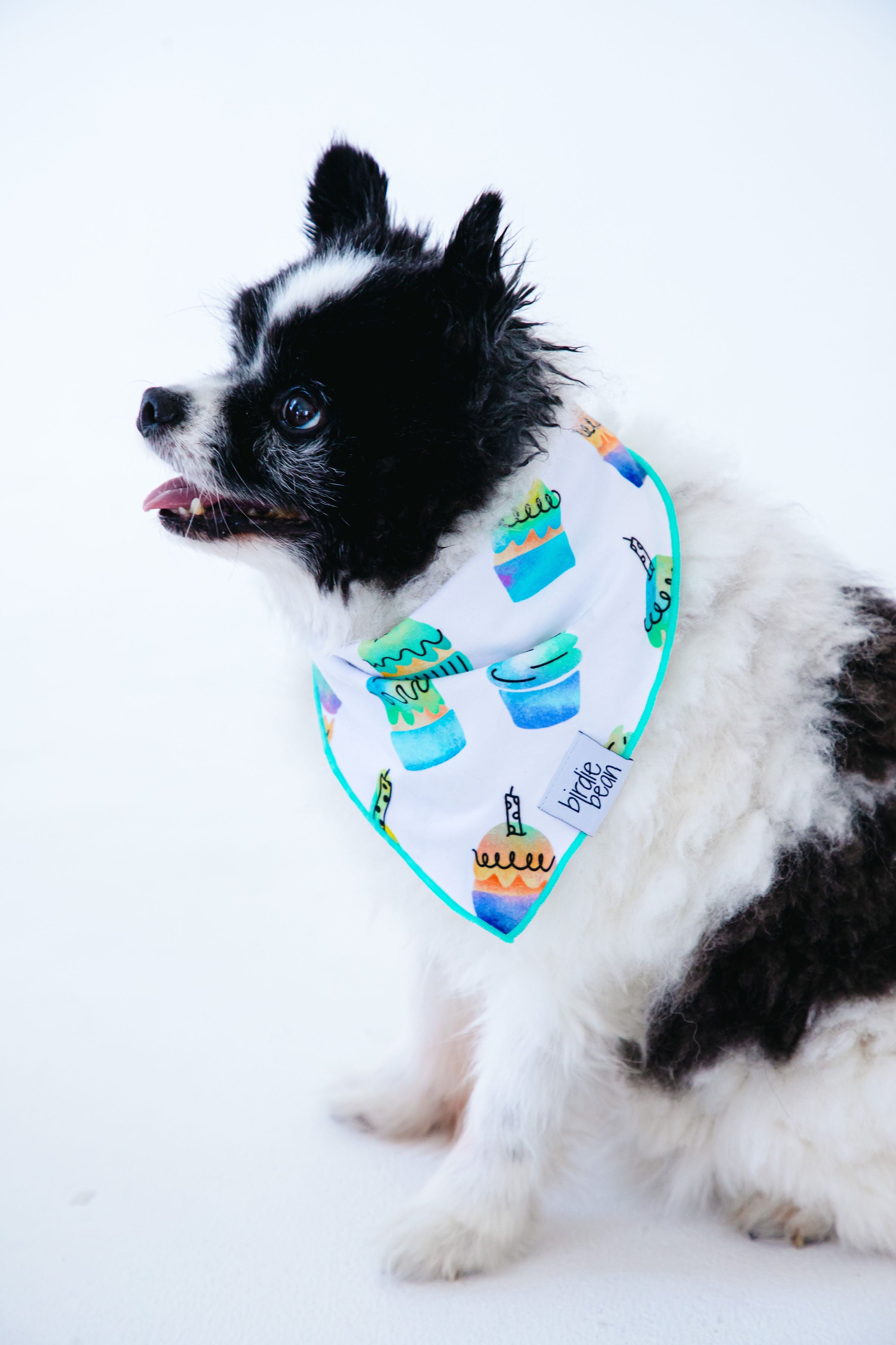 Mason Pet Bandana