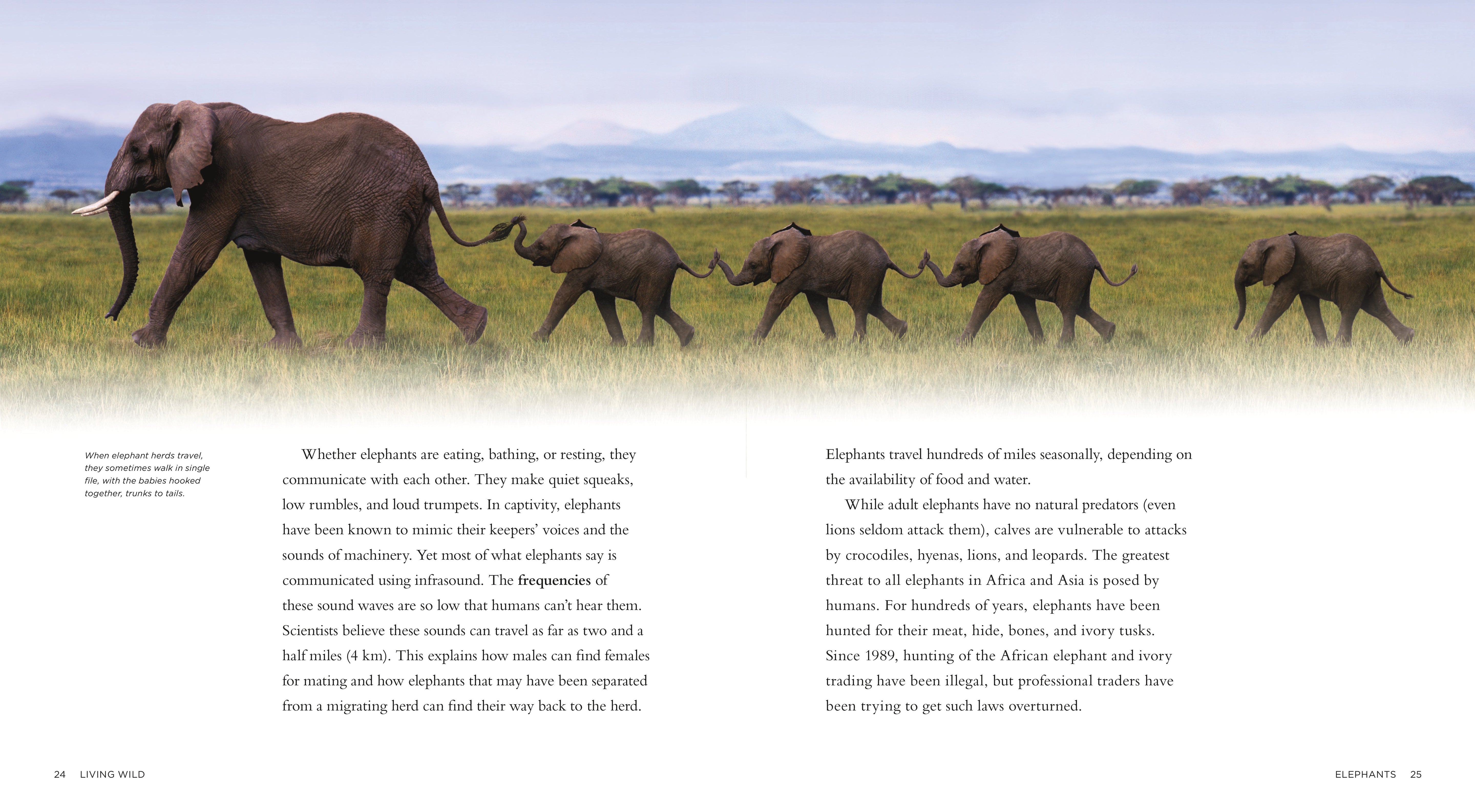 Living Wild - Classic Edition: Elephants by The Creative Company