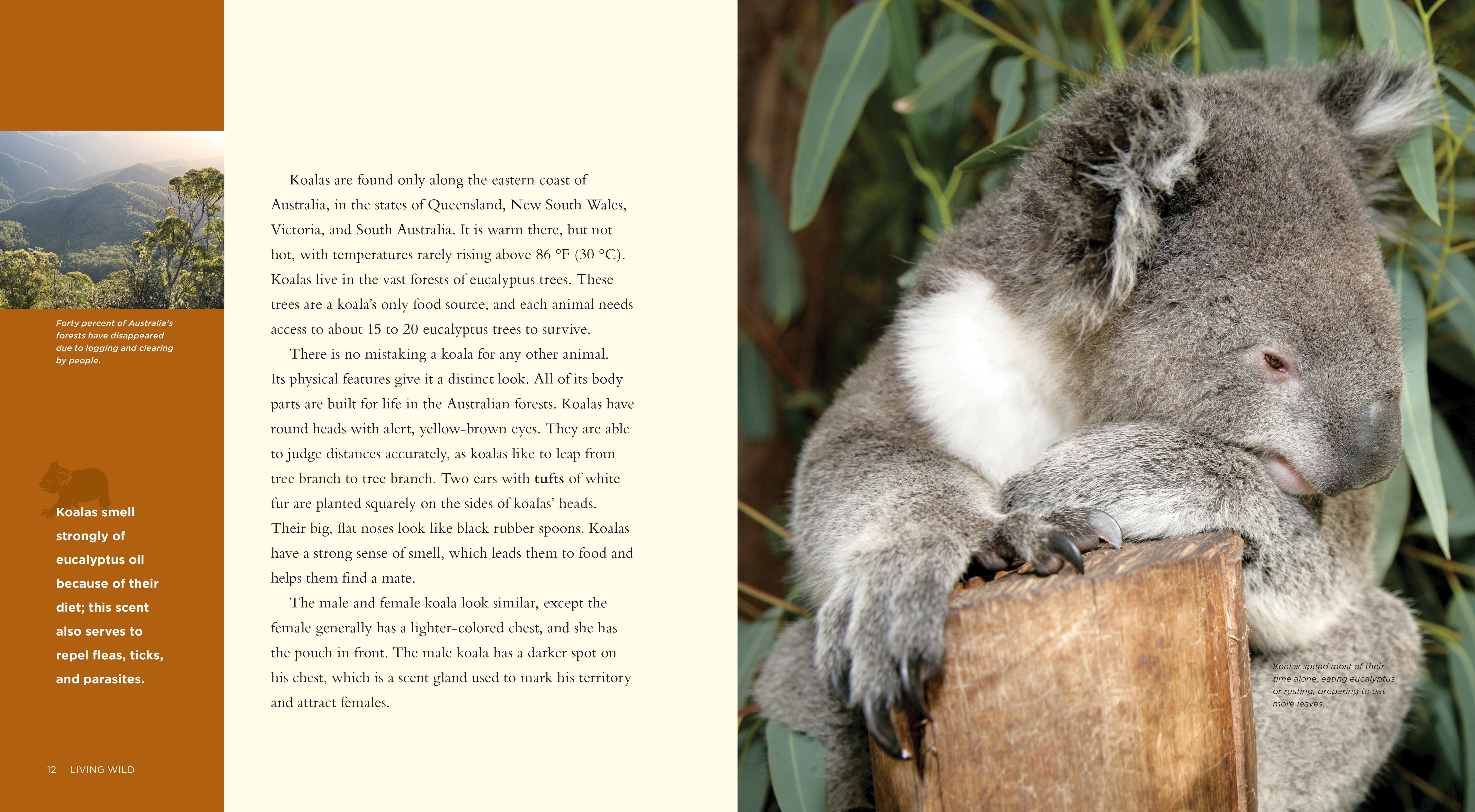 Living Wild - Classic Edition: Koalas by The Creative Company