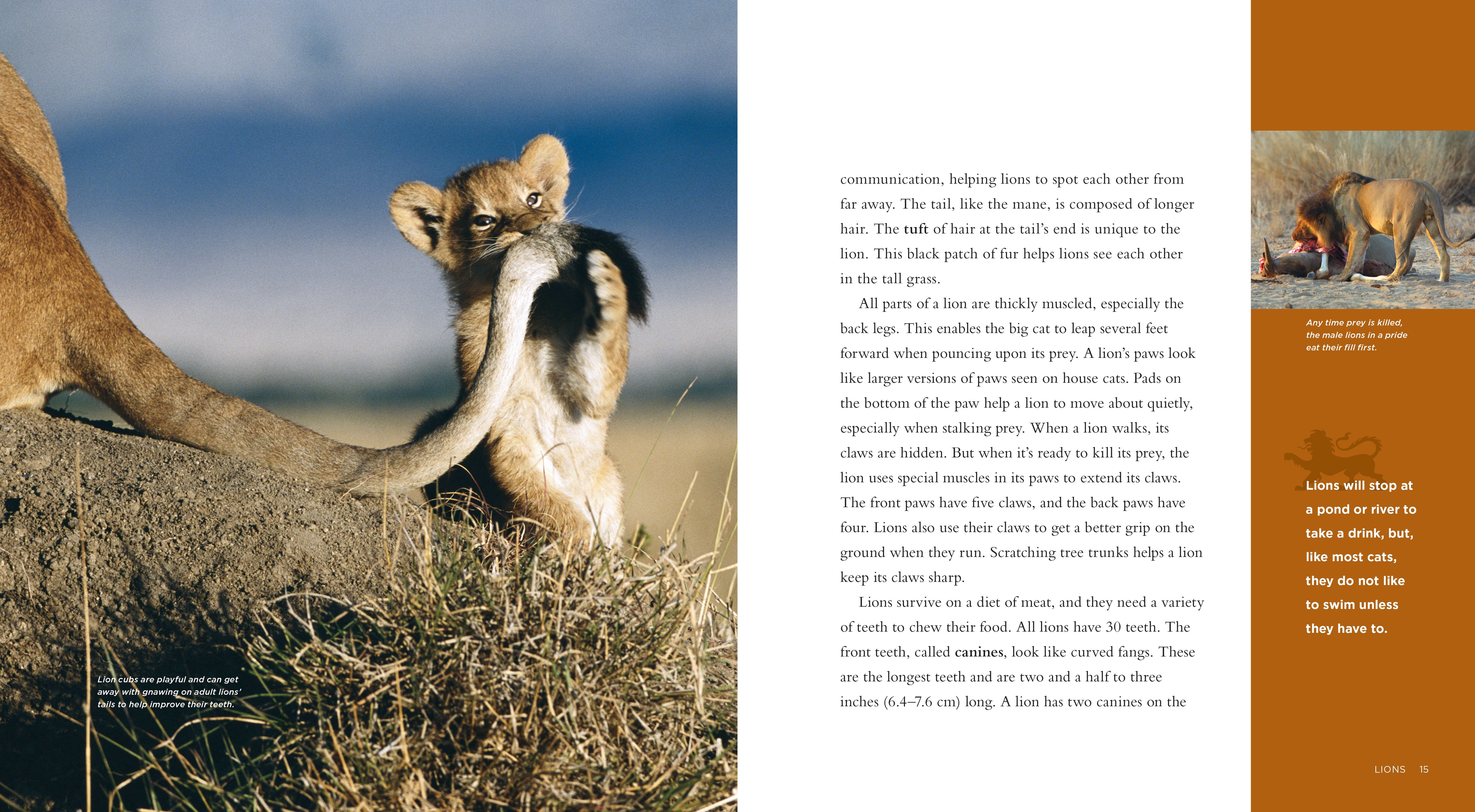 Living Wild - Classic Edition: Lions by The Creative Company