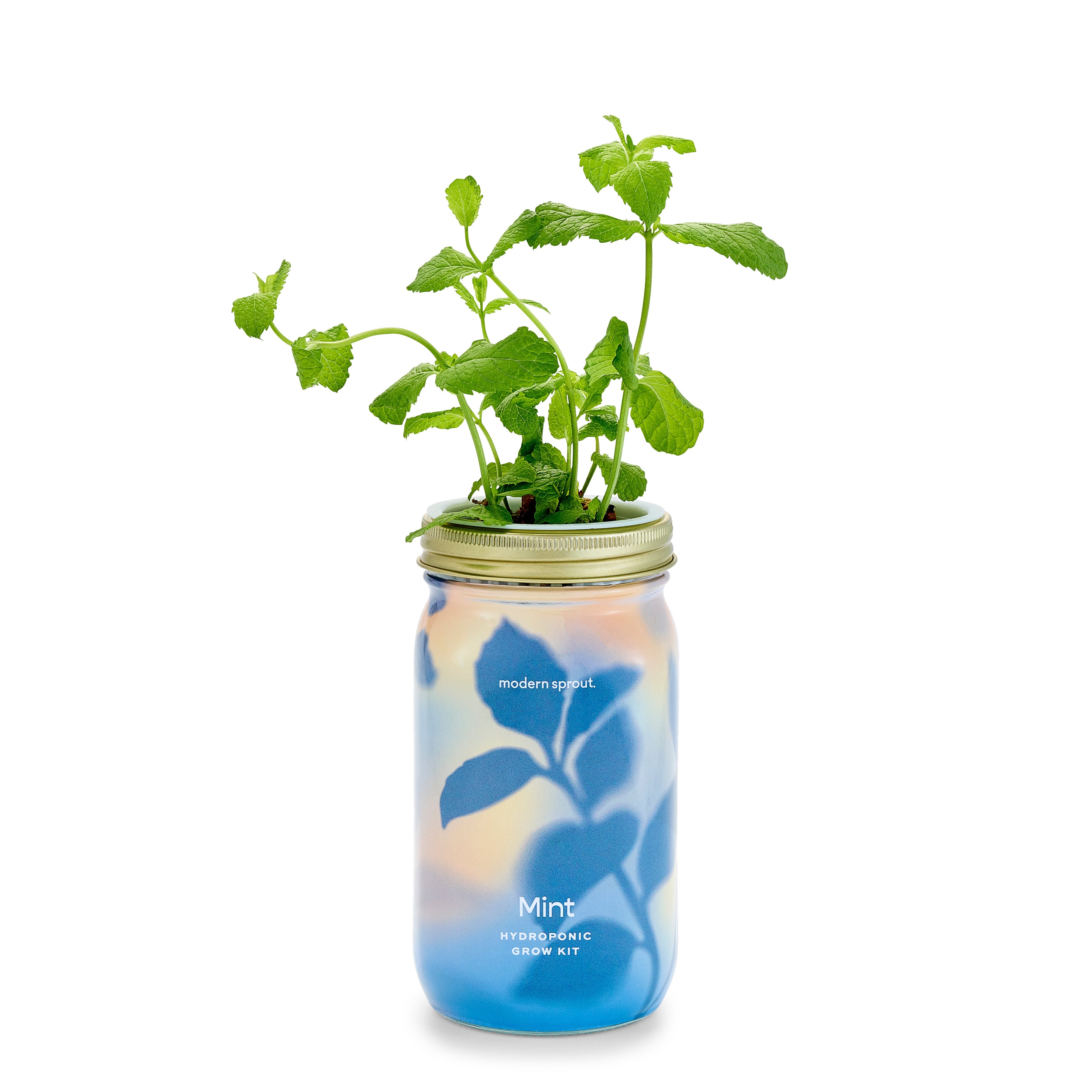 New! Garden Jars - Organic Herbs