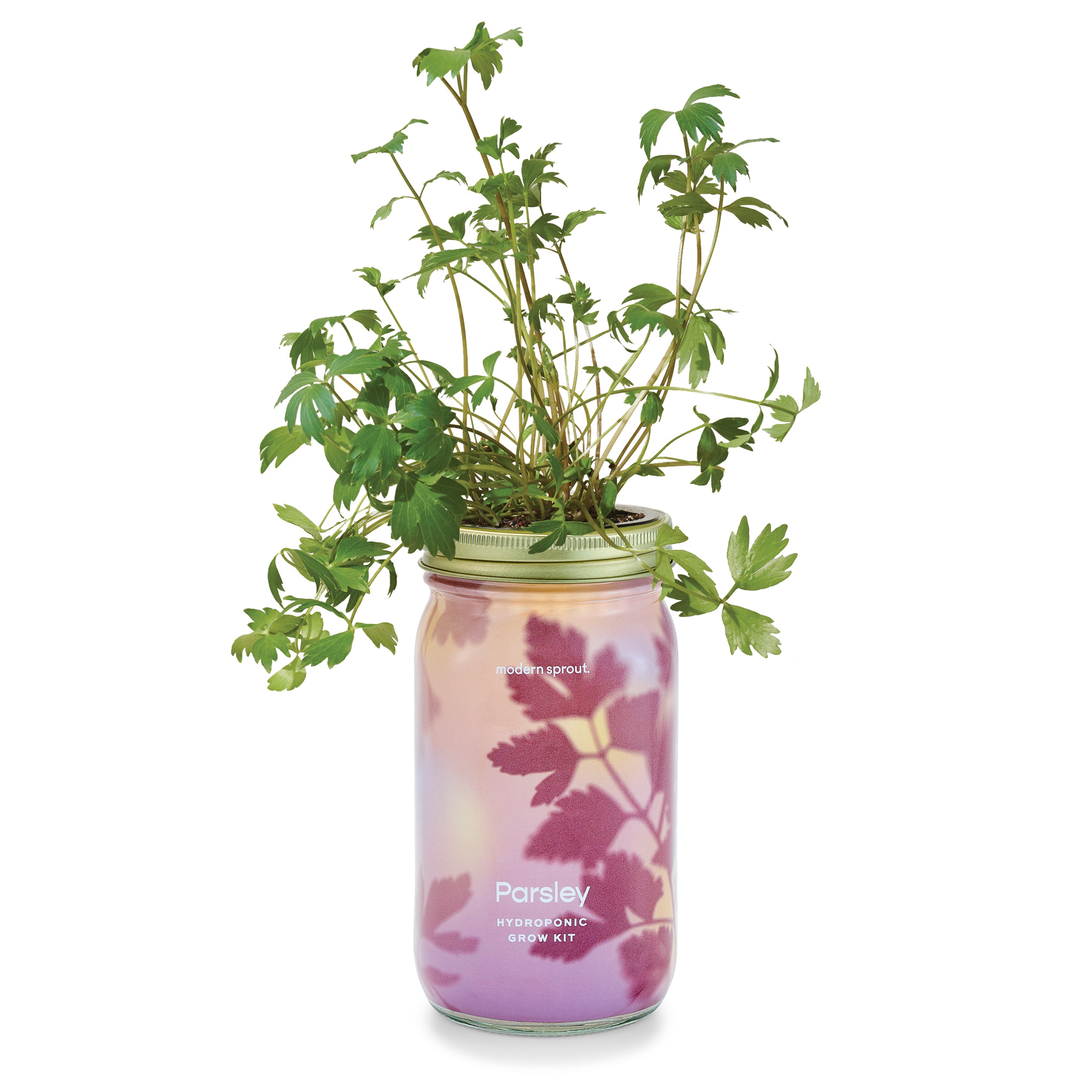 New! Garden Jars - Organic Herbs