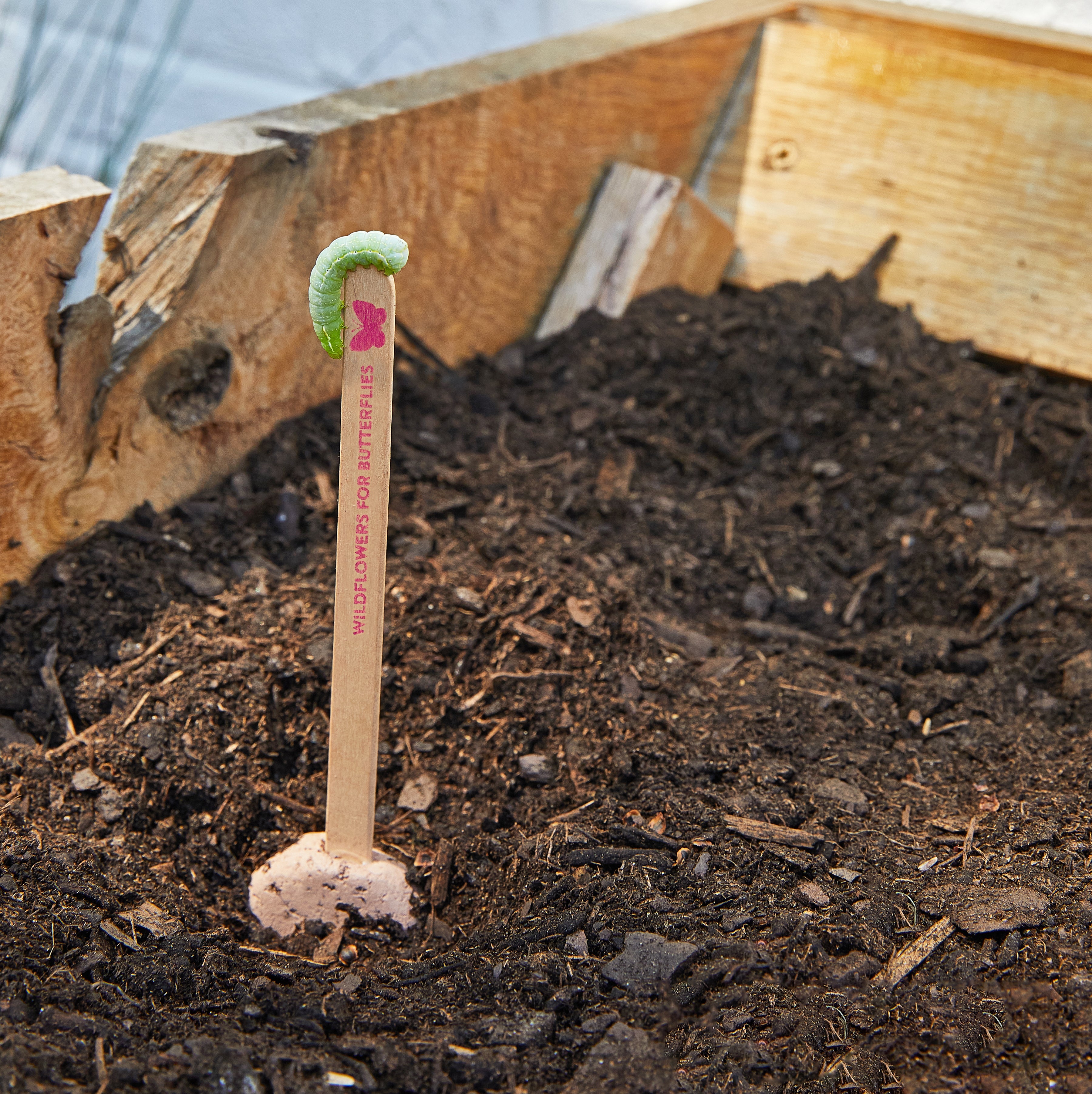 Seed Pops - Pollinator