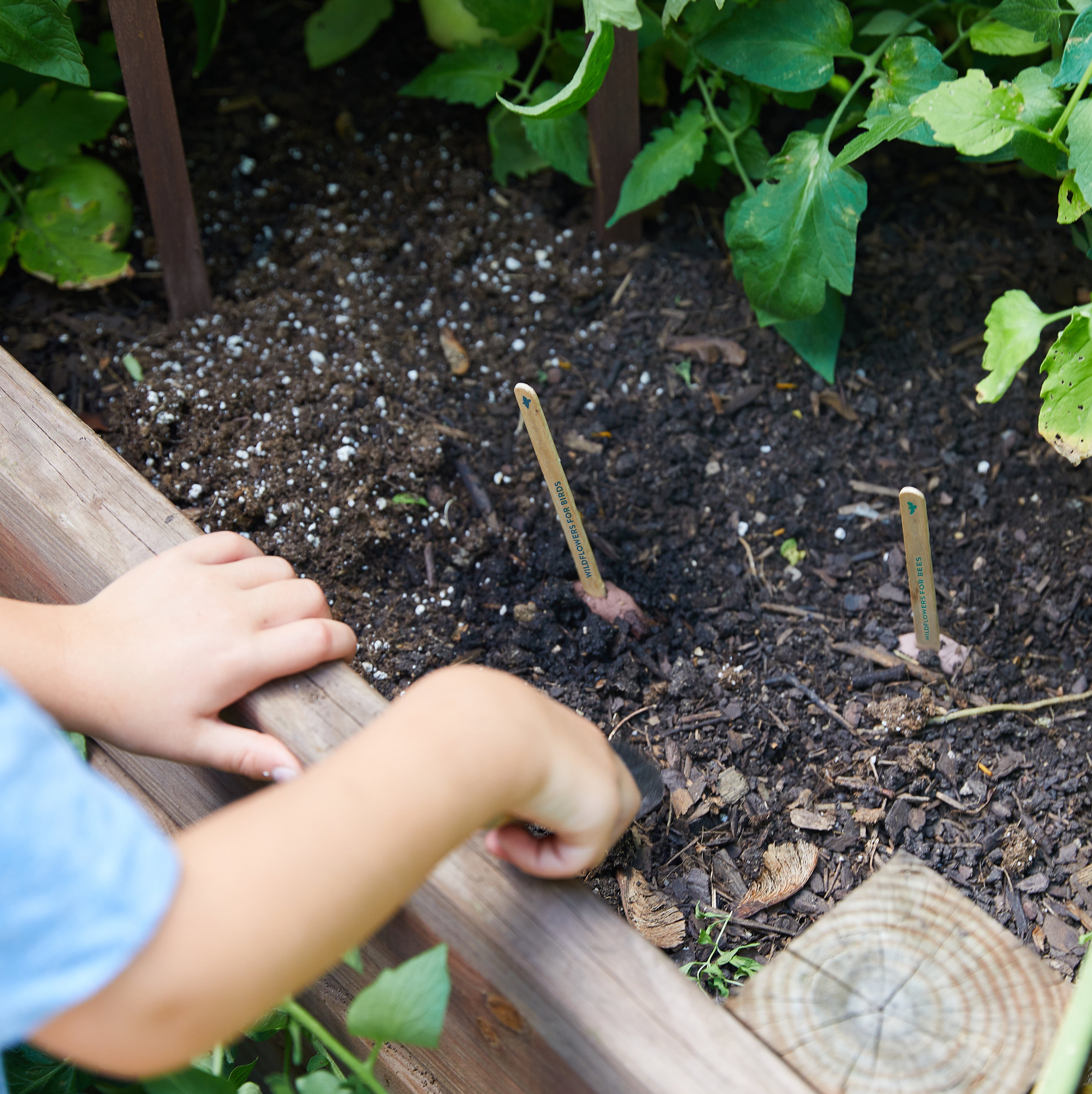 Seed Pops - Garden