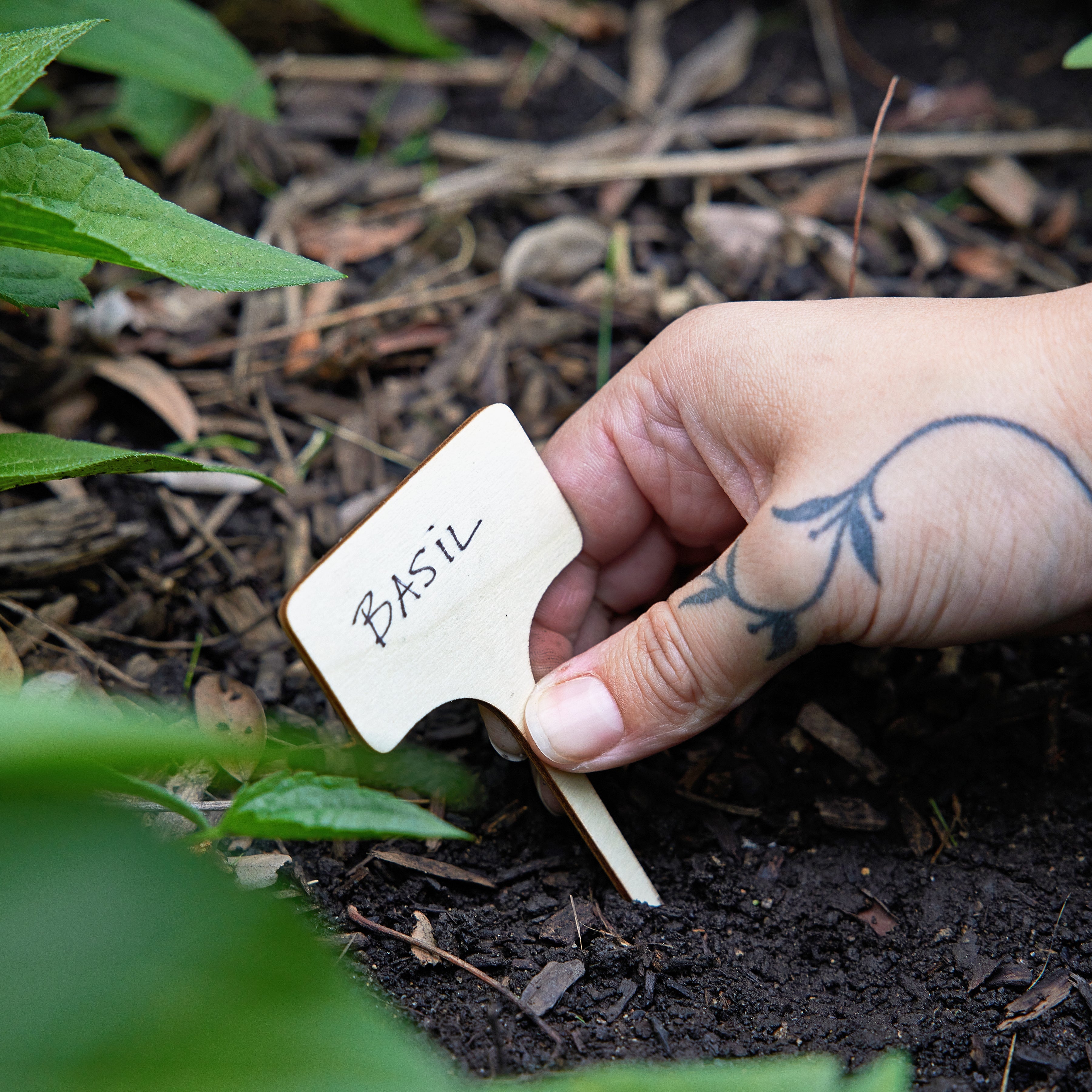 Seed Library