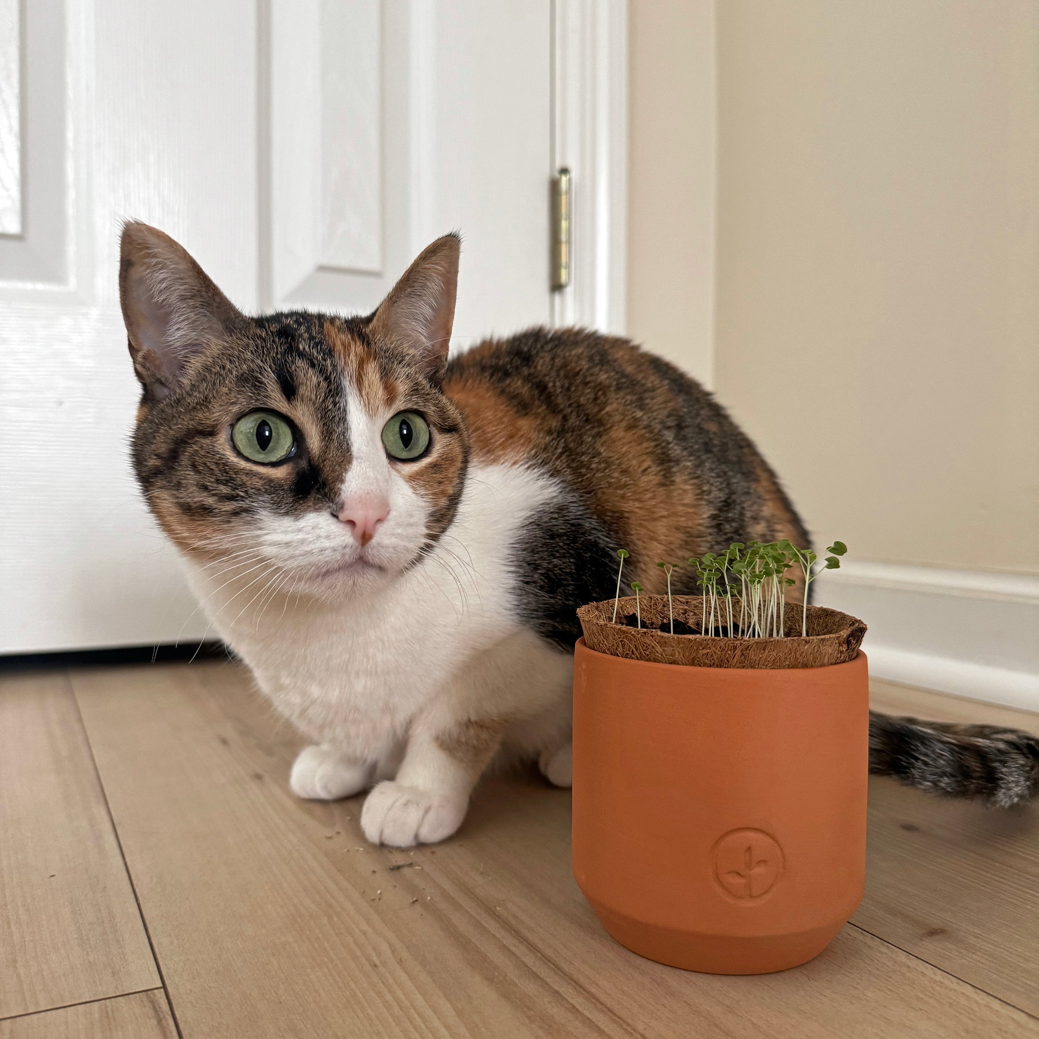 Pet Tiny Terracotta Grow Kits