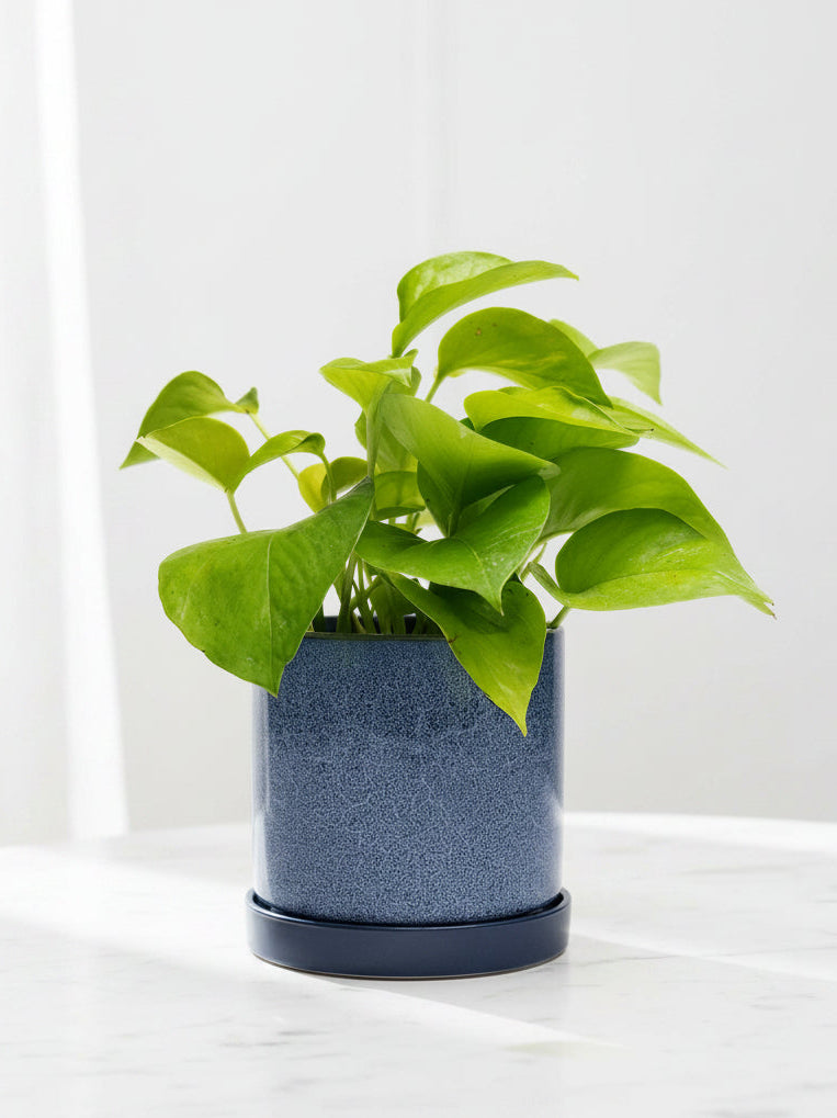 Cosmos Blue 3" Ceramic Plant Pot And Saucer