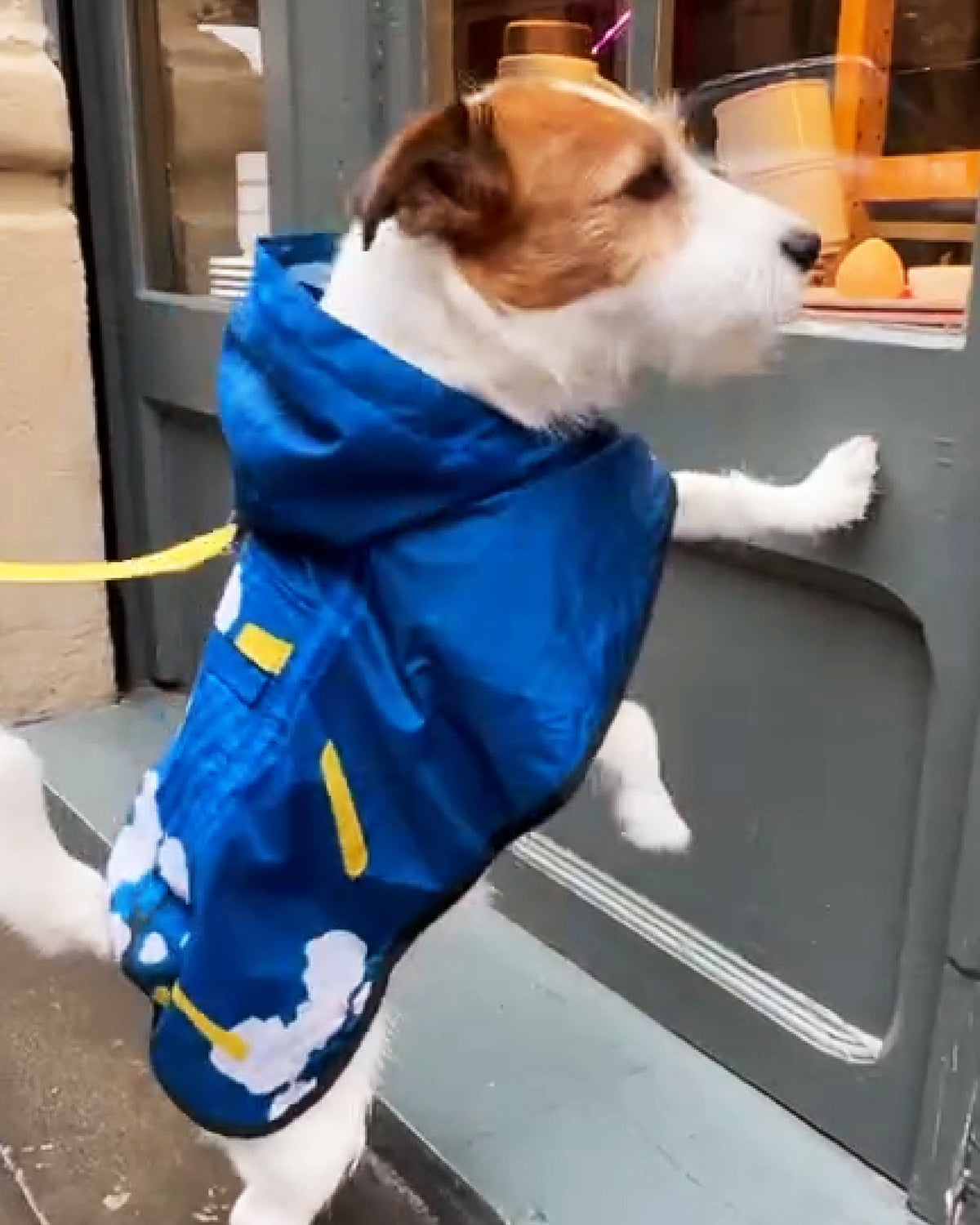 Dog Poncho Japanese Blossom