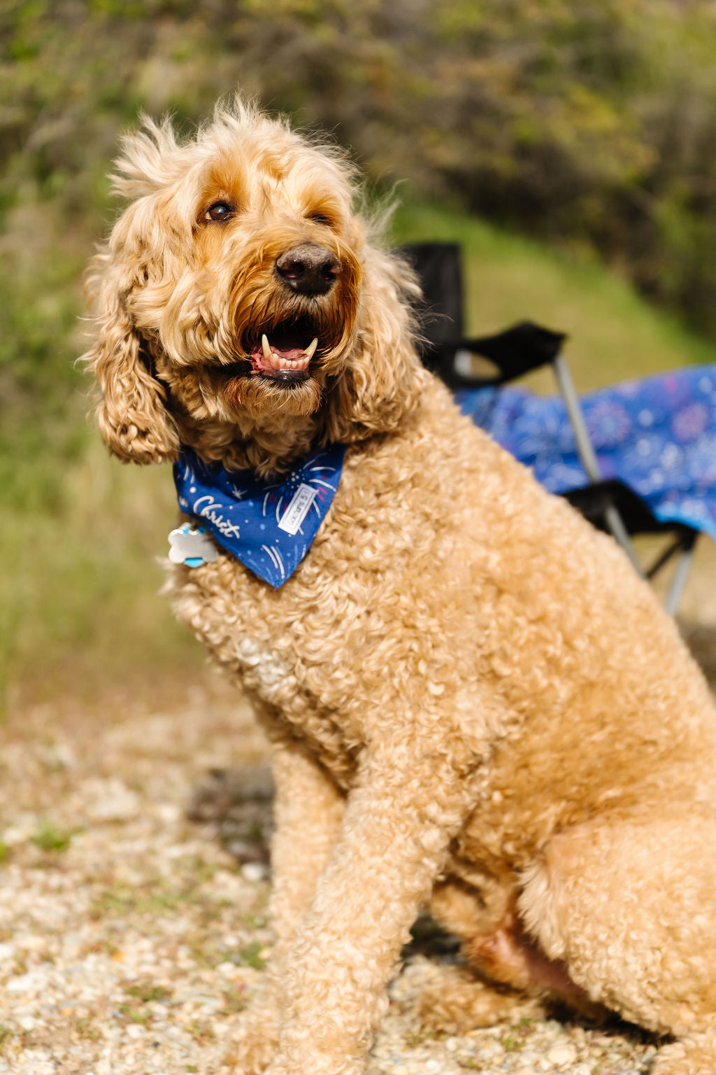 Set Free In Christ Pet Bandana Cotton