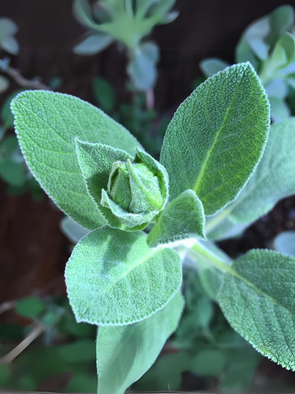 Garden In A Bag - Herbs