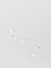 Scandinavian Swans.