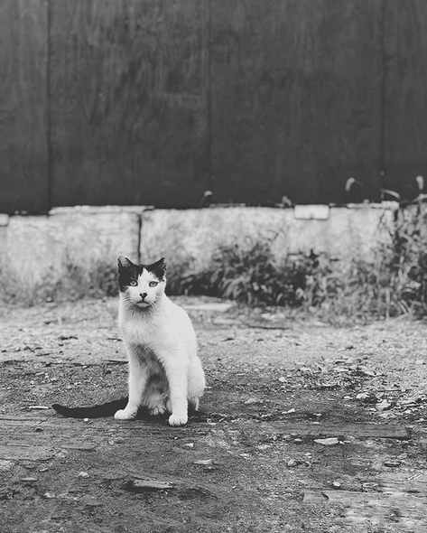 Kids Stray Cat Social Club T-shirt