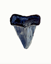 Shark Tooth 1 Print