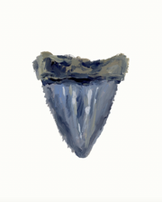 Shark Tooth 11 Print