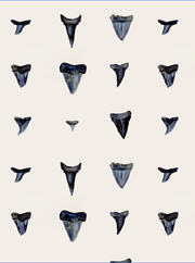Shark Tooth In Pattern Print