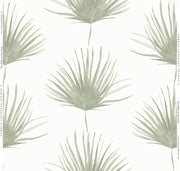Fan Palm Wallpaper