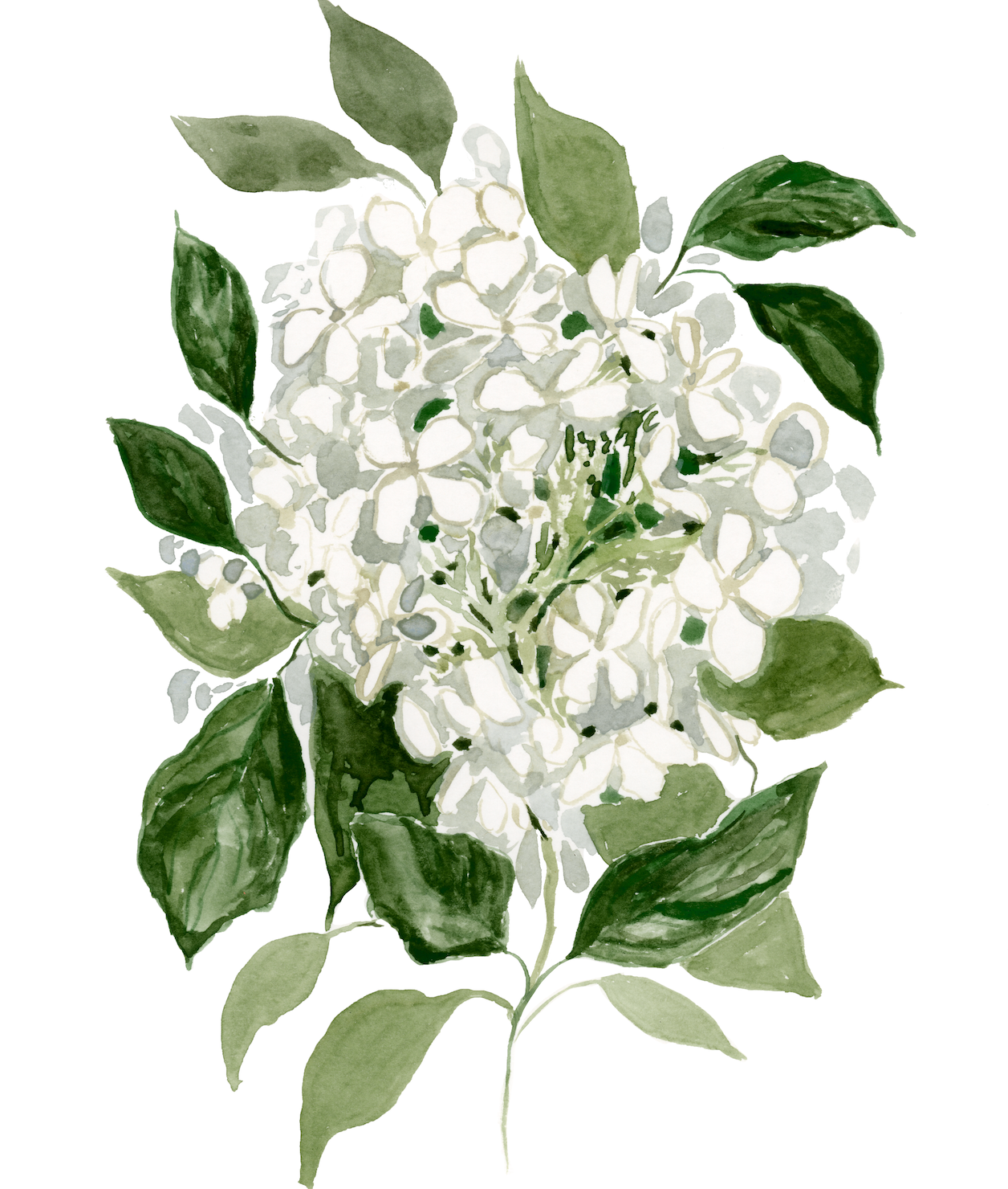 Hydrangea Print