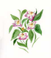 Pink Buds Print