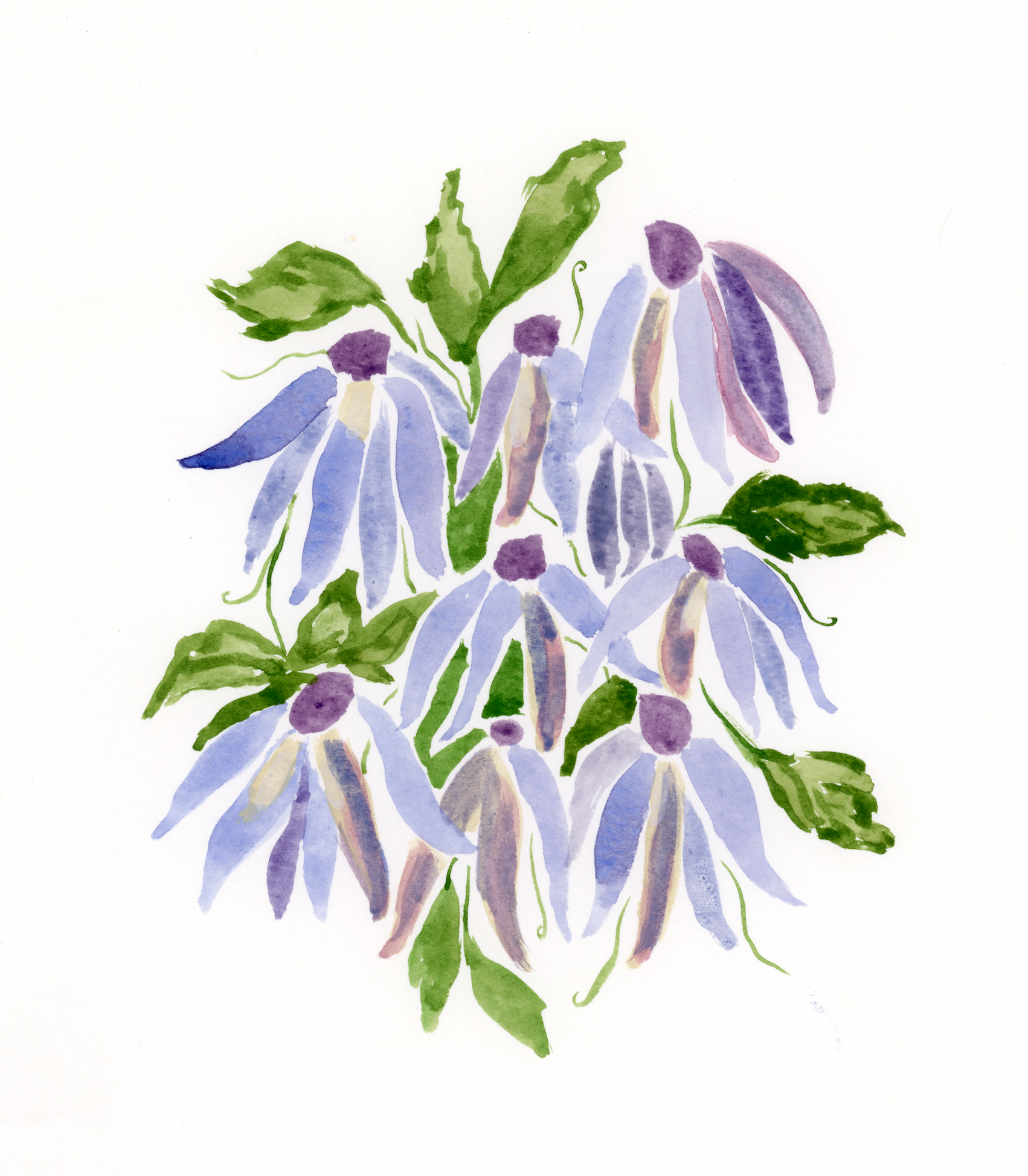 Clematis Print