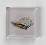Whelk Acrylic Art Block