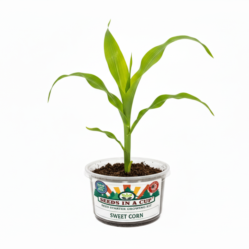 Sweet Corn Grow Kit |