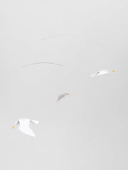 Soaring Seagulls.