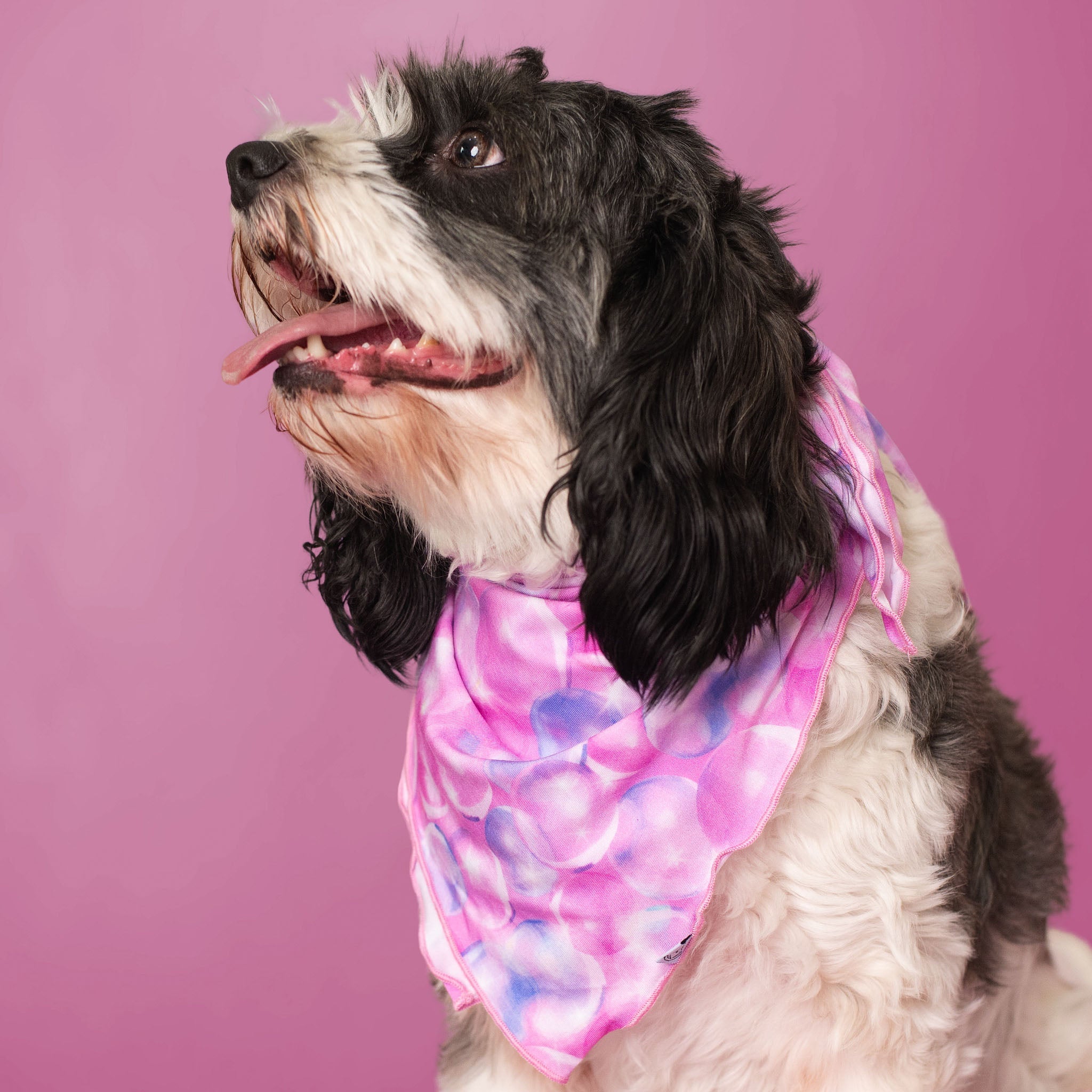 Wicked Cute | Bubbles | Bamboo Pet Bandana