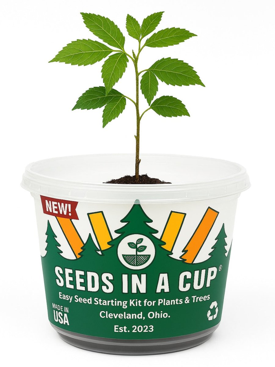 Concord Grape  | Vine Seed Starter Grow Kit |