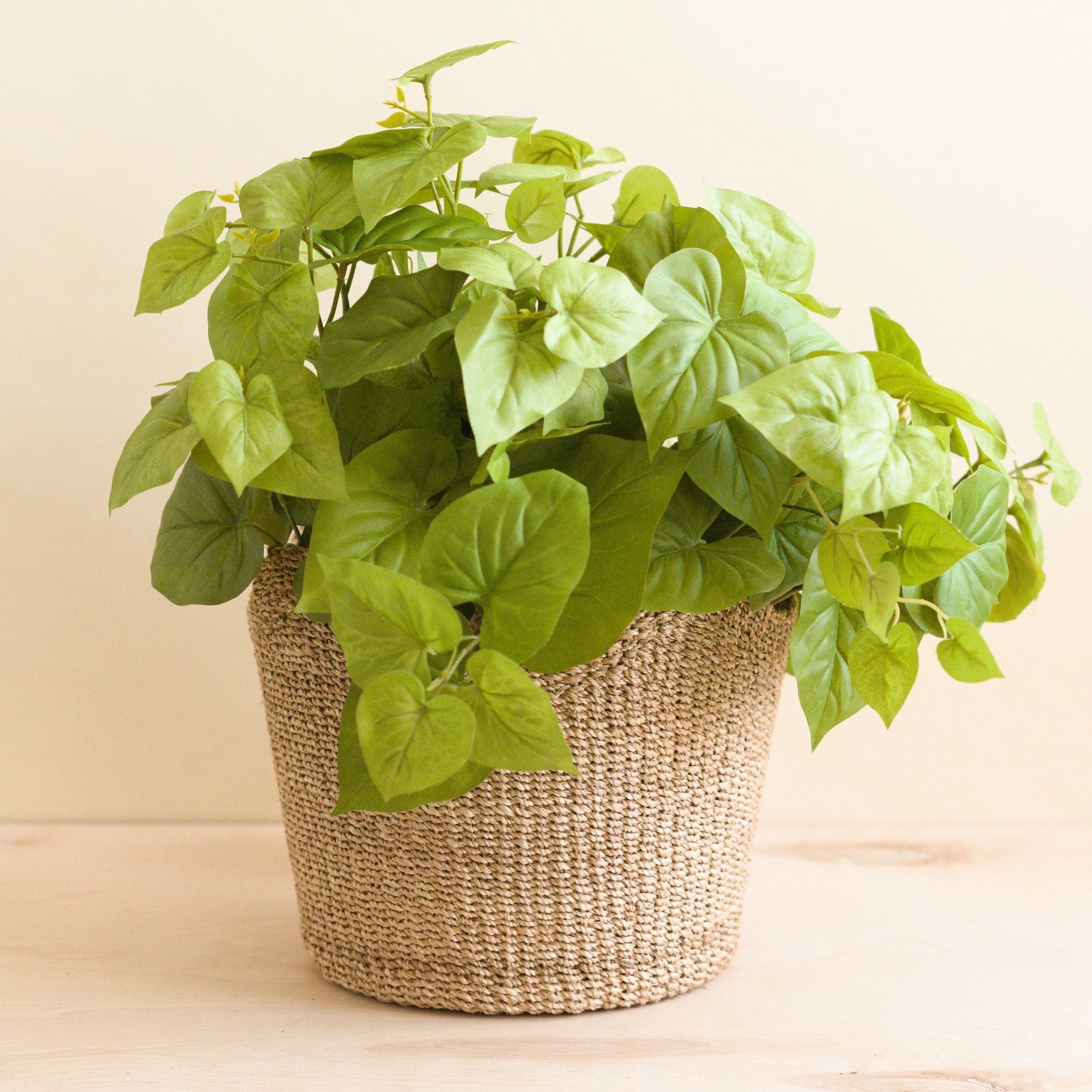 Natural Scallop Basket - Planter Basket | Likhâ