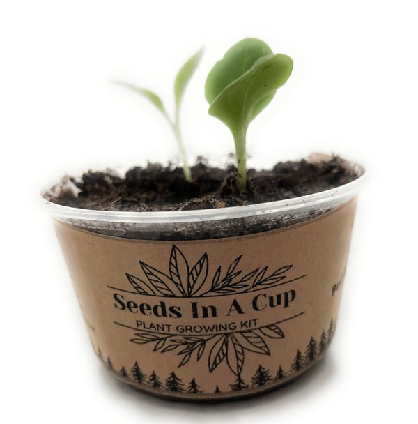 Bell Pepper | Plant Seed Starter Grow Kit |