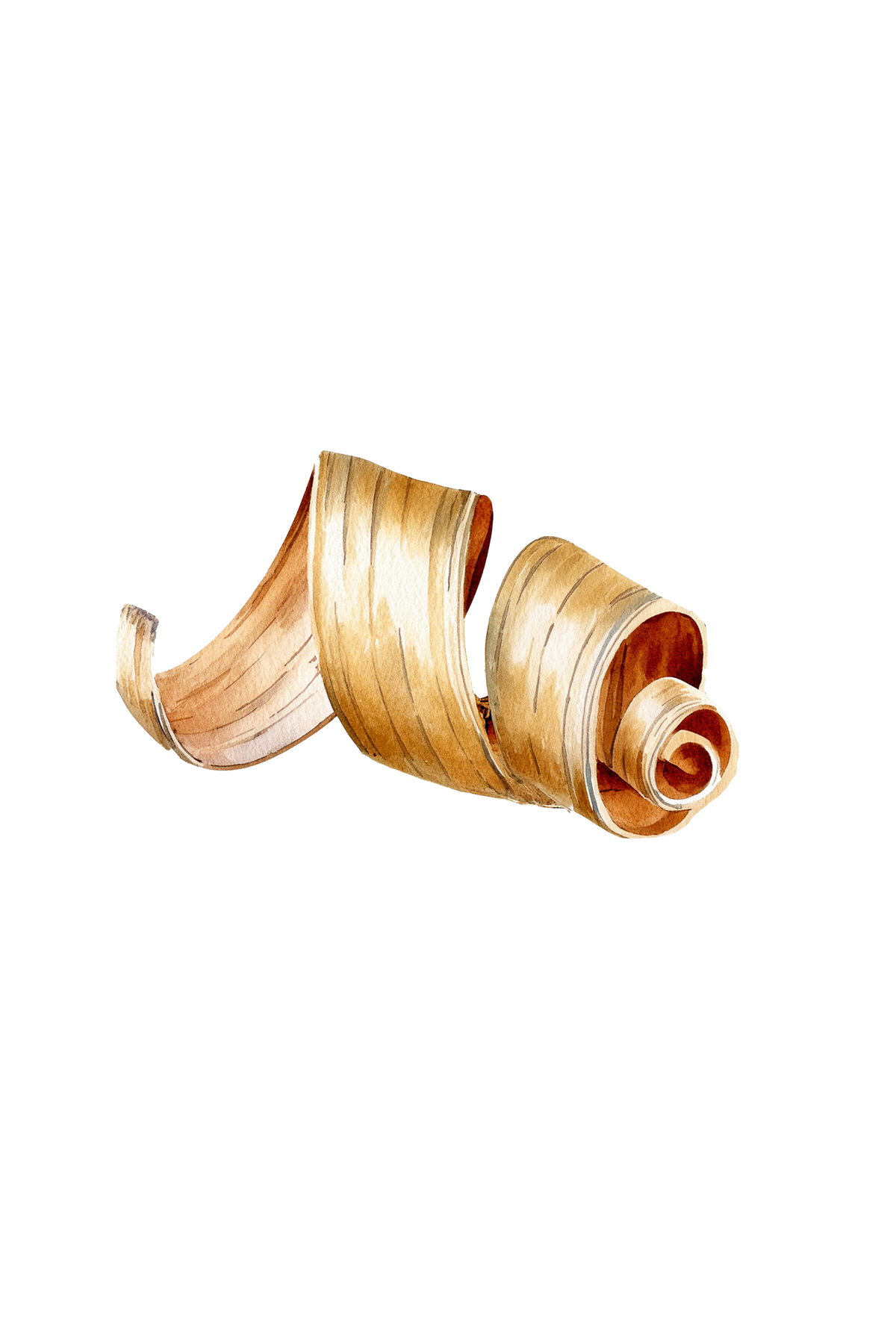 Cedarwood Essential Oil
